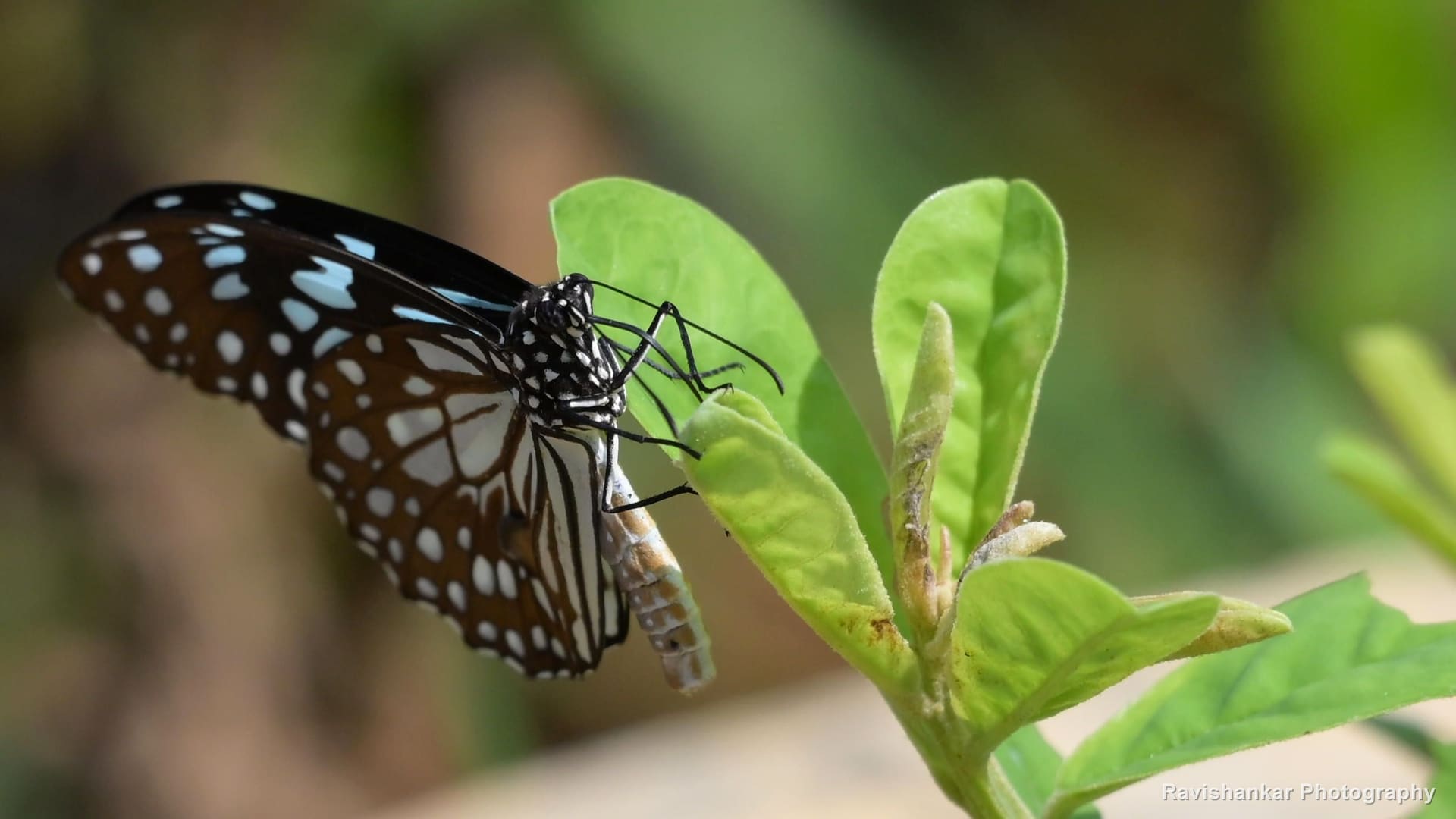 Dark Blue Tiger (butterfly), on a leaf, wings half open — Sirdavoor, Karnataka (place to confirm), Sep 2026