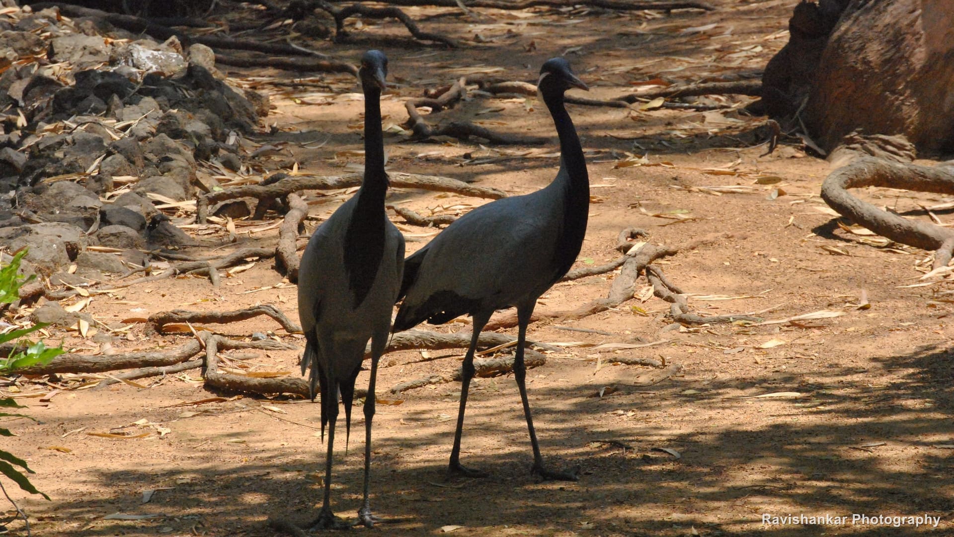 Cranes
