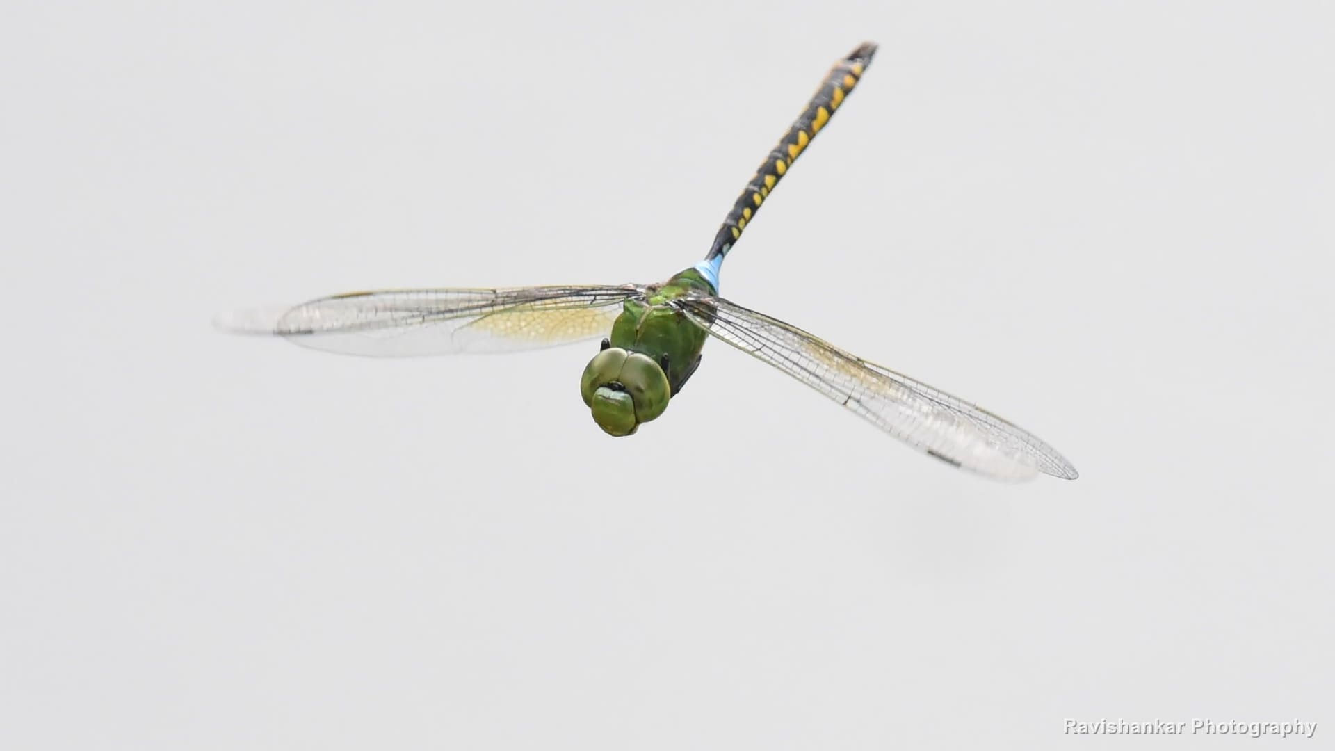 Dragonflies