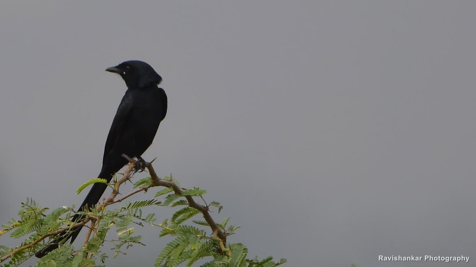 Drongos