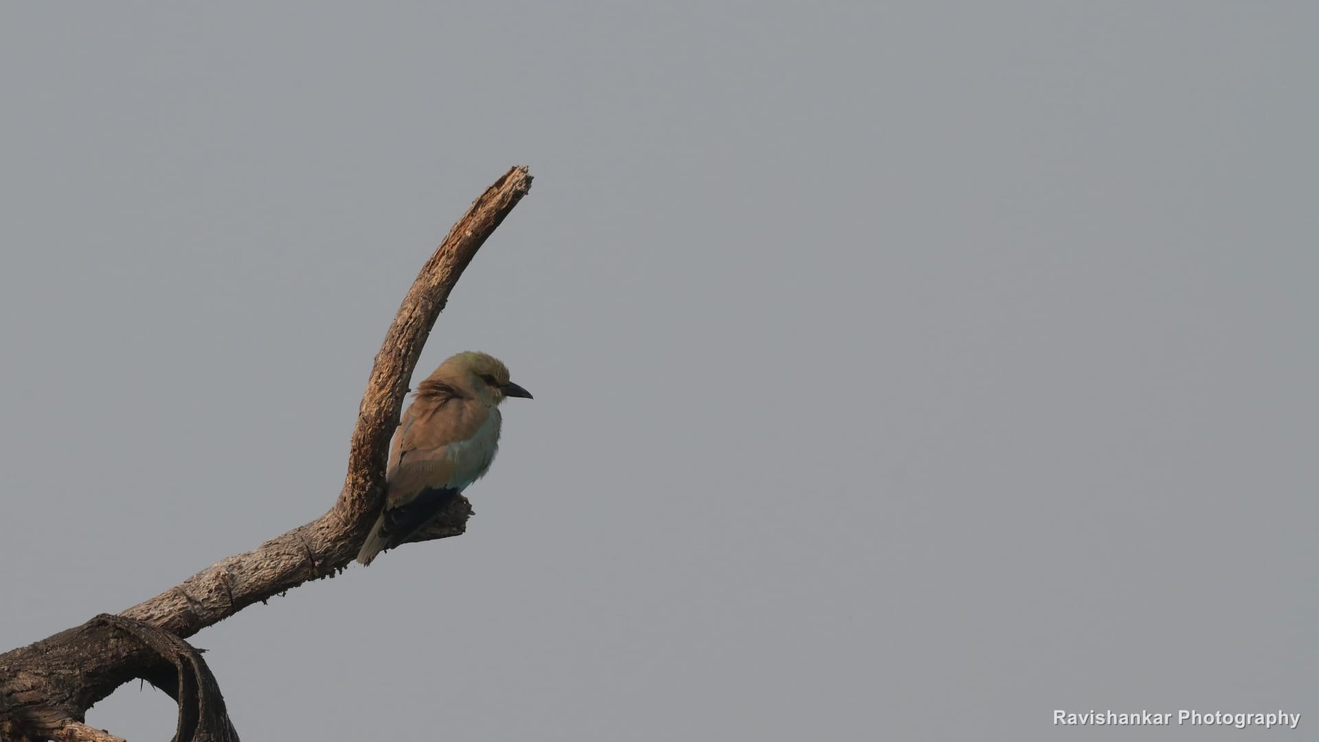 European Roller, on a bent branch against a plain sky — Hoskote Lake, Bengaluru, Karnataka (place to confirm), Oct 2026