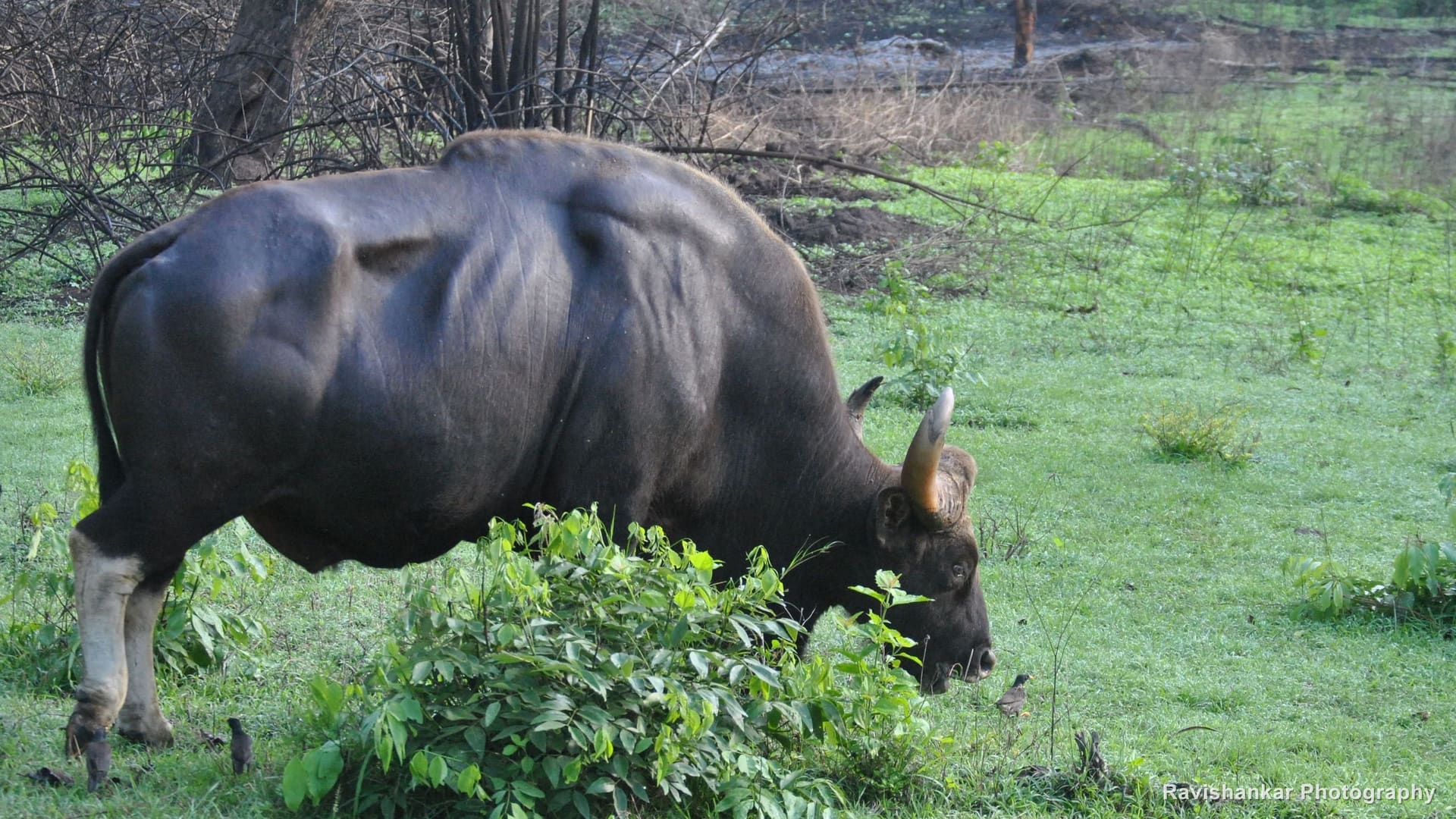 Indian Gaur, bull grazing — Bandipur / Masinagudi forest, Karnataka and Tamil Nadu, May 2014