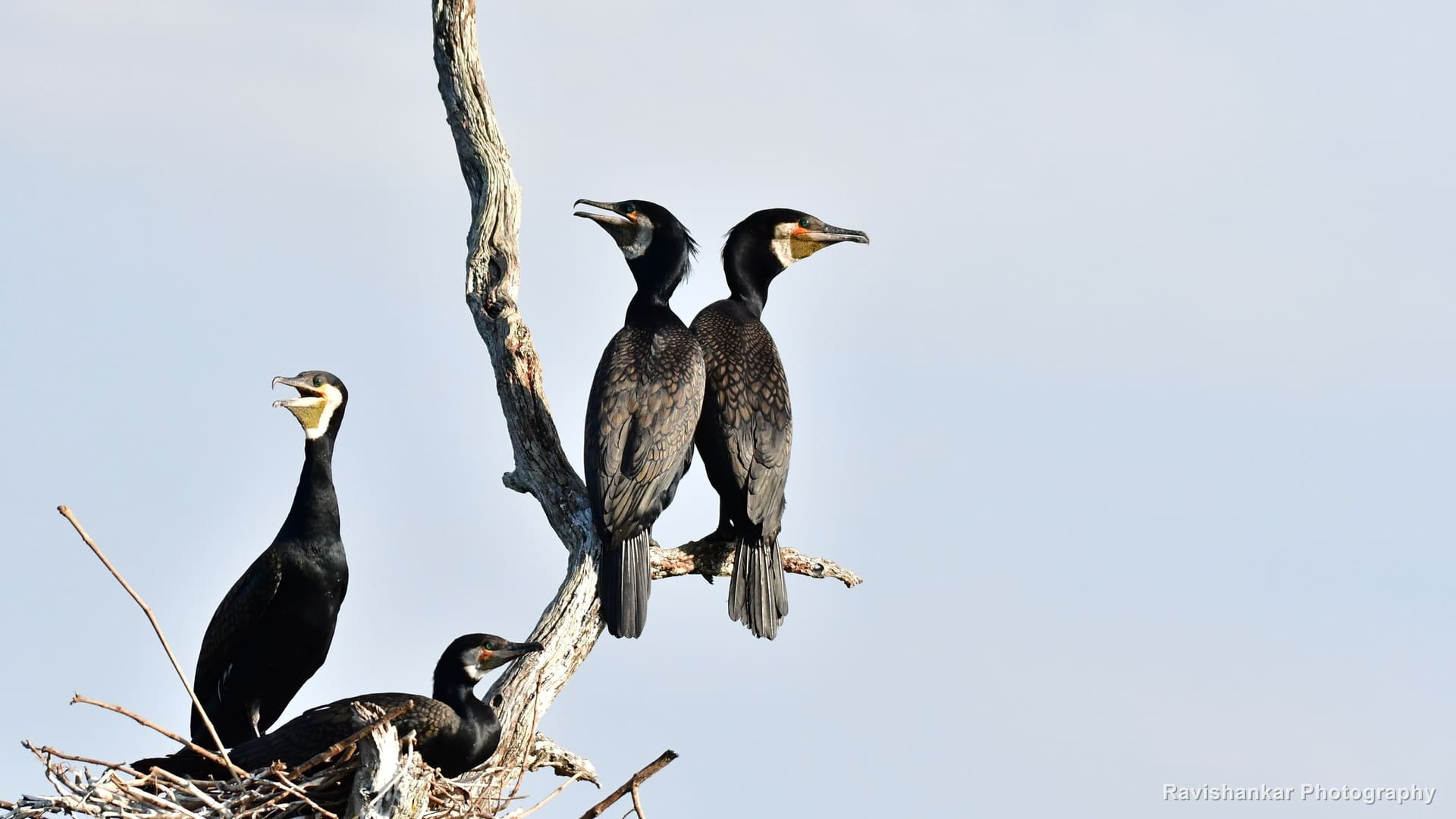 Great Cormorant, at its nest with young — Bhadra Tiger Reserve, Karnataka, Jan 2020