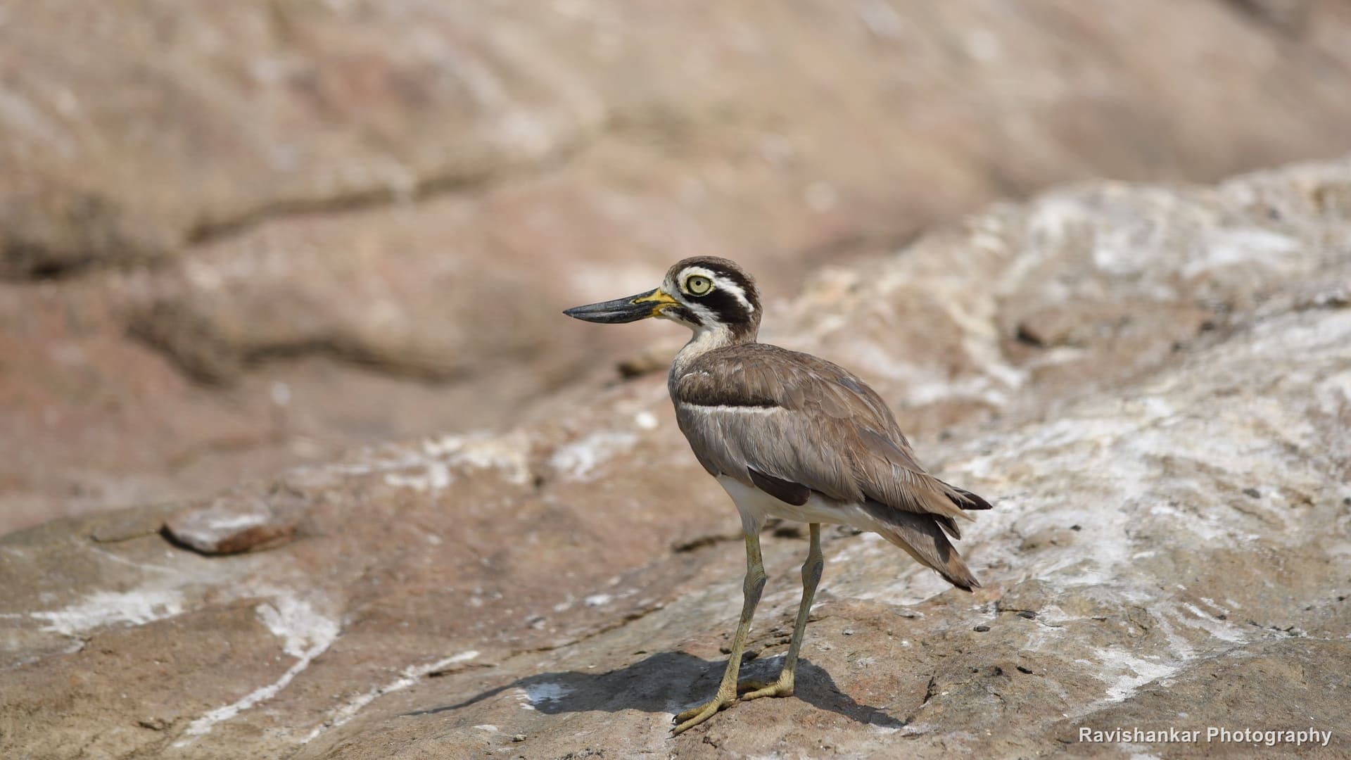 Great Stone-curlew, walking on a rock — Ranganathittu Bird Sanctuary, Karnataka, Mar 2016