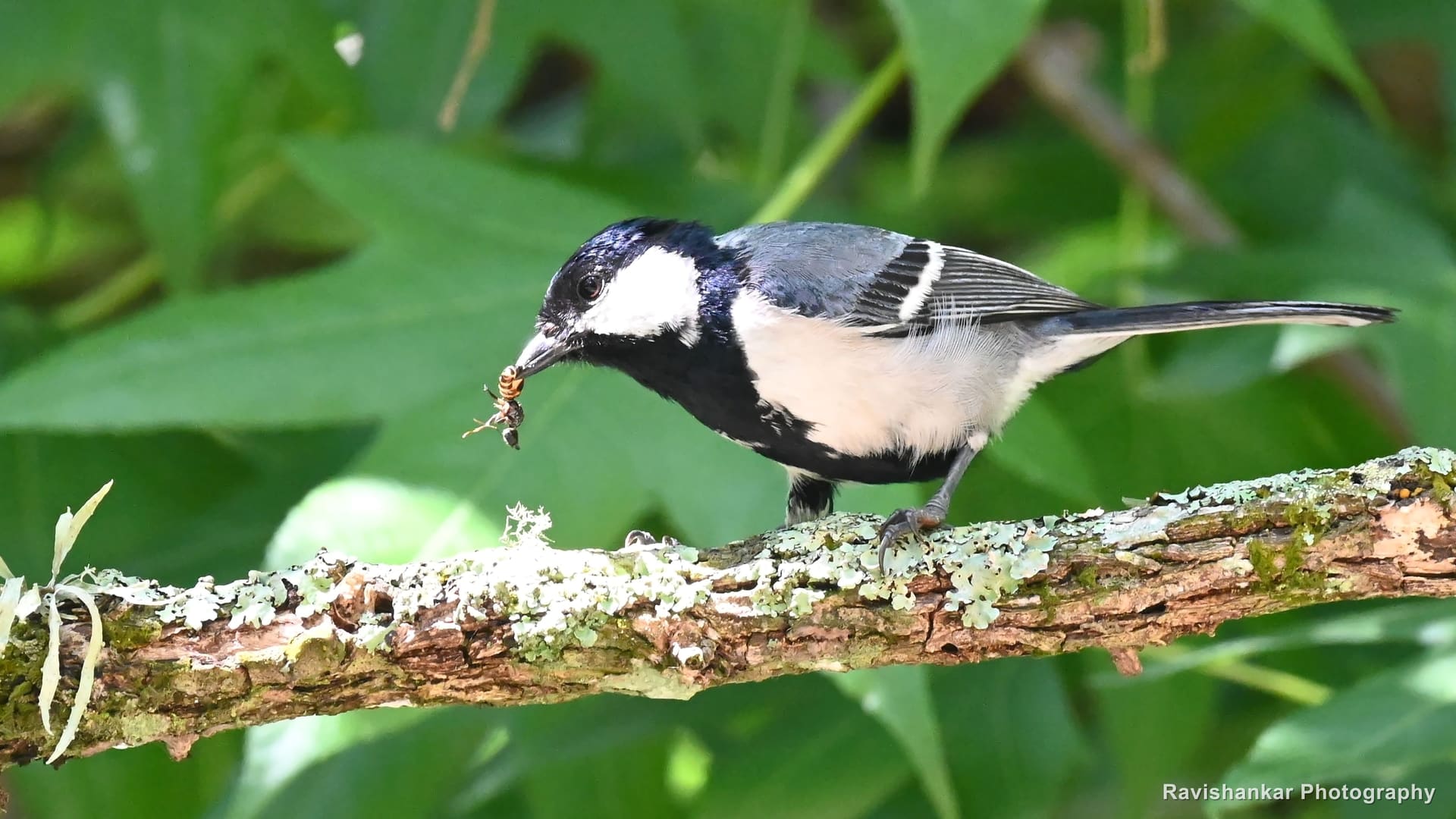 Great Tit, on a mossy branch, caught a morsel — Sim's Park, Ooty, Tamil Nadu, May 2025