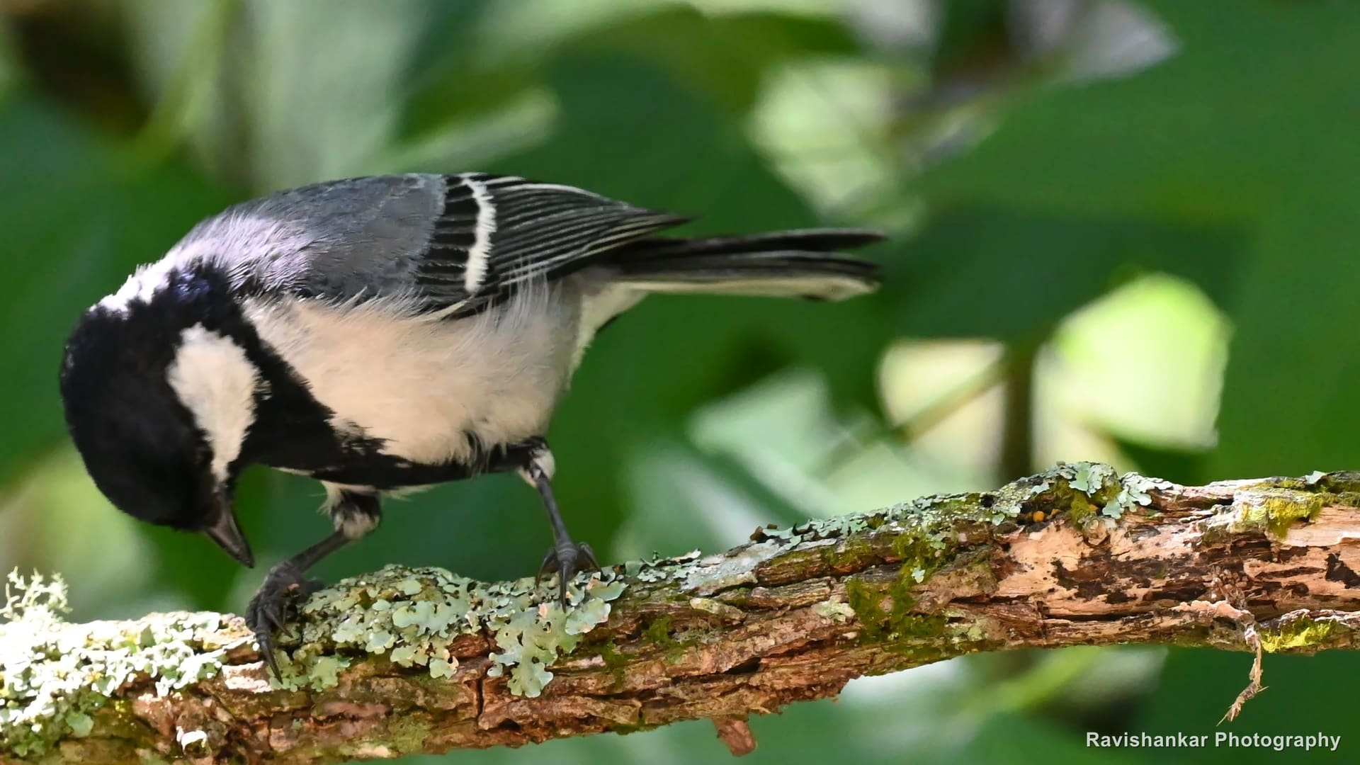 Great Tit, on a mossy branch — Sim's Park, Ooty, Tamil Nadu, May 2025