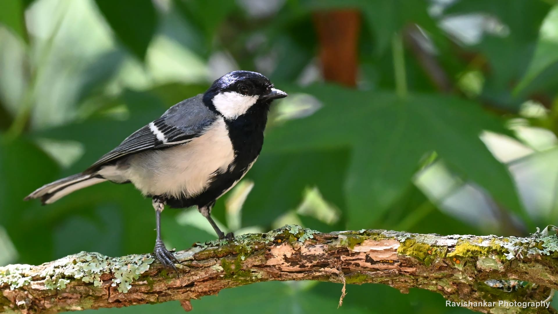 Great Tit, on a mossy branch — Sim's Park, Ooty, Tamil Nadu, May 2025