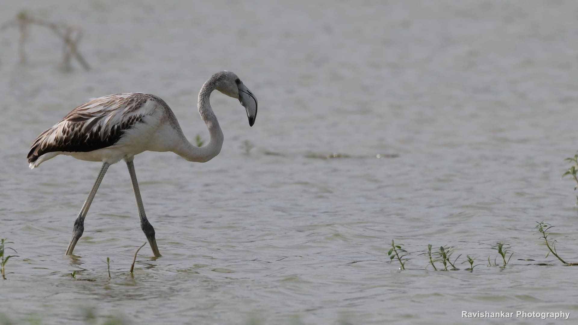 Flamingos