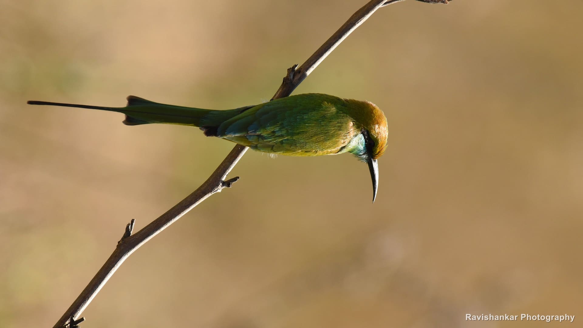 Green Bee-eater, perched on a thin twig — Mandya - Mysore, Karnataka (place to confirm), Dec 2017