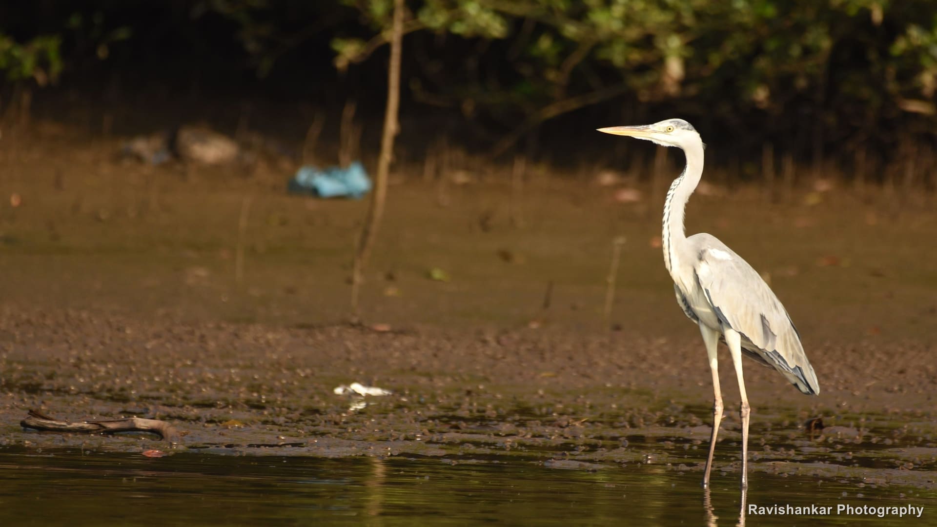 Grey Heron, wading on the mud flats beside mangroves — Goa, Nov 2016