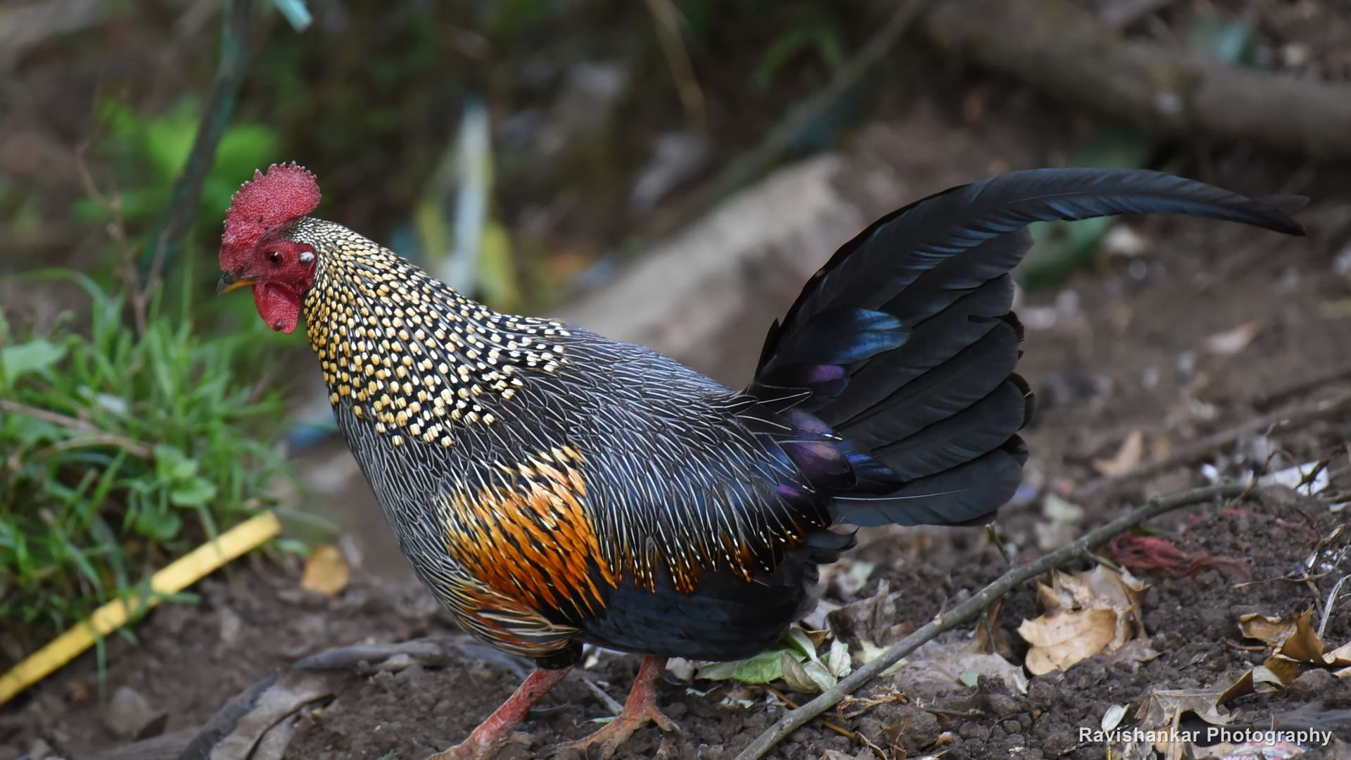 Grey Junglefowl, male scratching on a hillside — Ooty, Tamil Nadu, Feb 2017