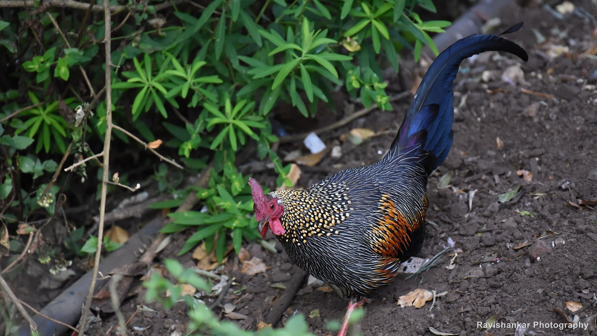 Grey Junglefowl, male with his long tail up — Ooty, Tamil Nadu, Feb 2017