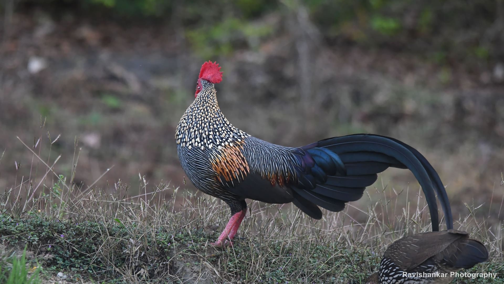Grey Junglefowl, male walking with his long tail trailing — Thattekadu Bird Sanctuary, Kerala, Dec 2018