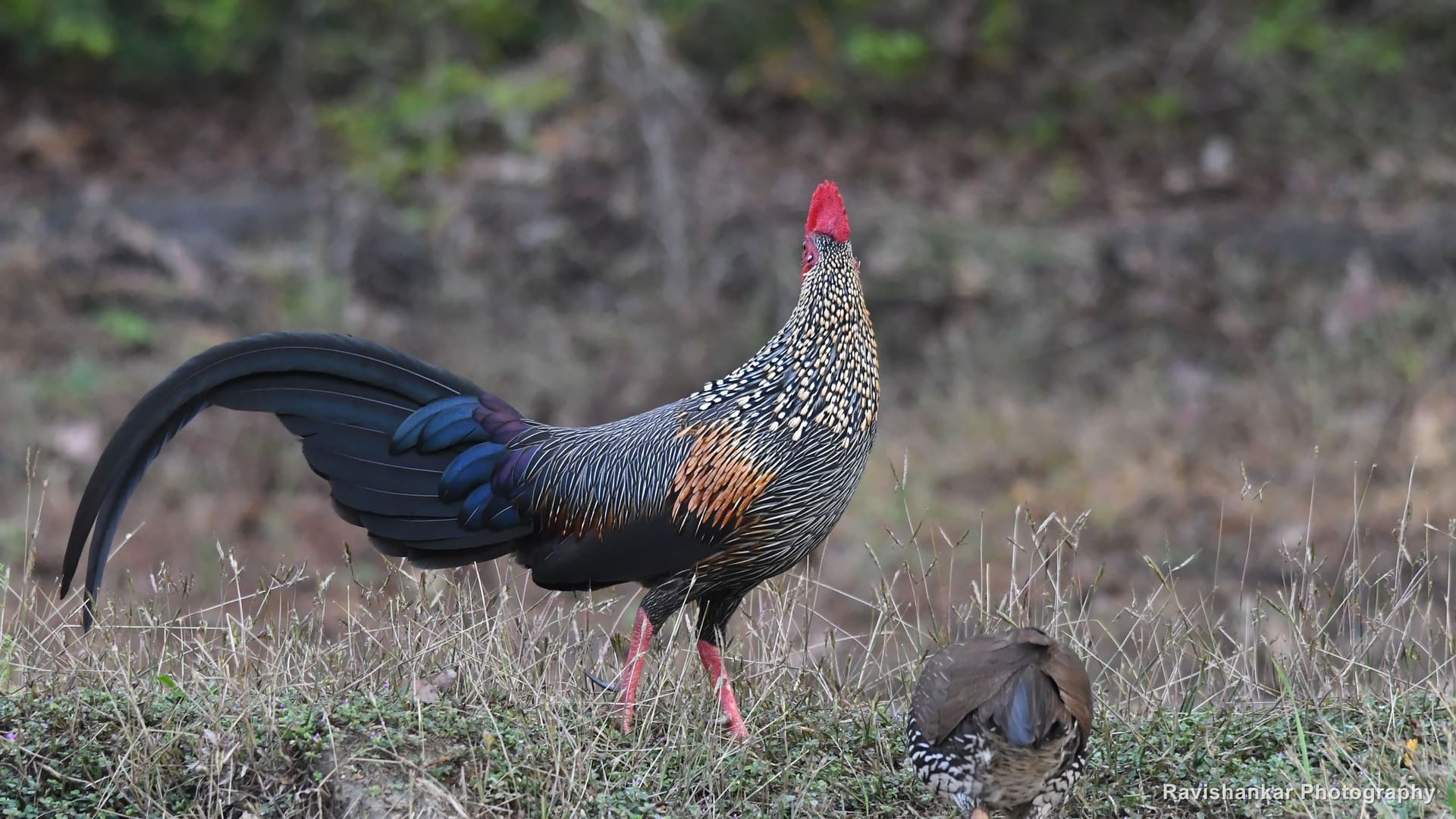Grey Junglefowl, male, tail arched, a hen behind — Thattekadu Bird Sanctuary, Kerala, Dec 2018