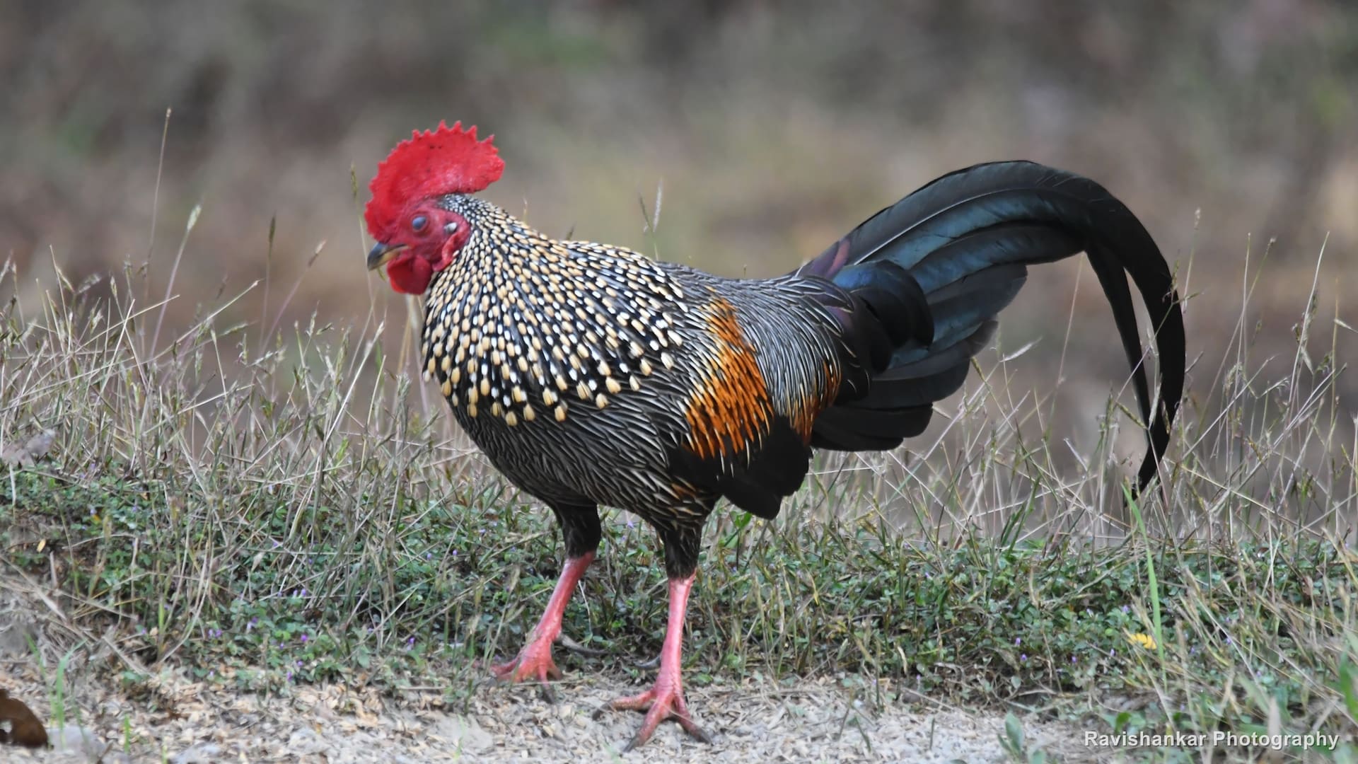 Grey Junglefowl, male in a grassy clearing — Thattekadu Bird Sanctuary, Kerala, Dec 2018