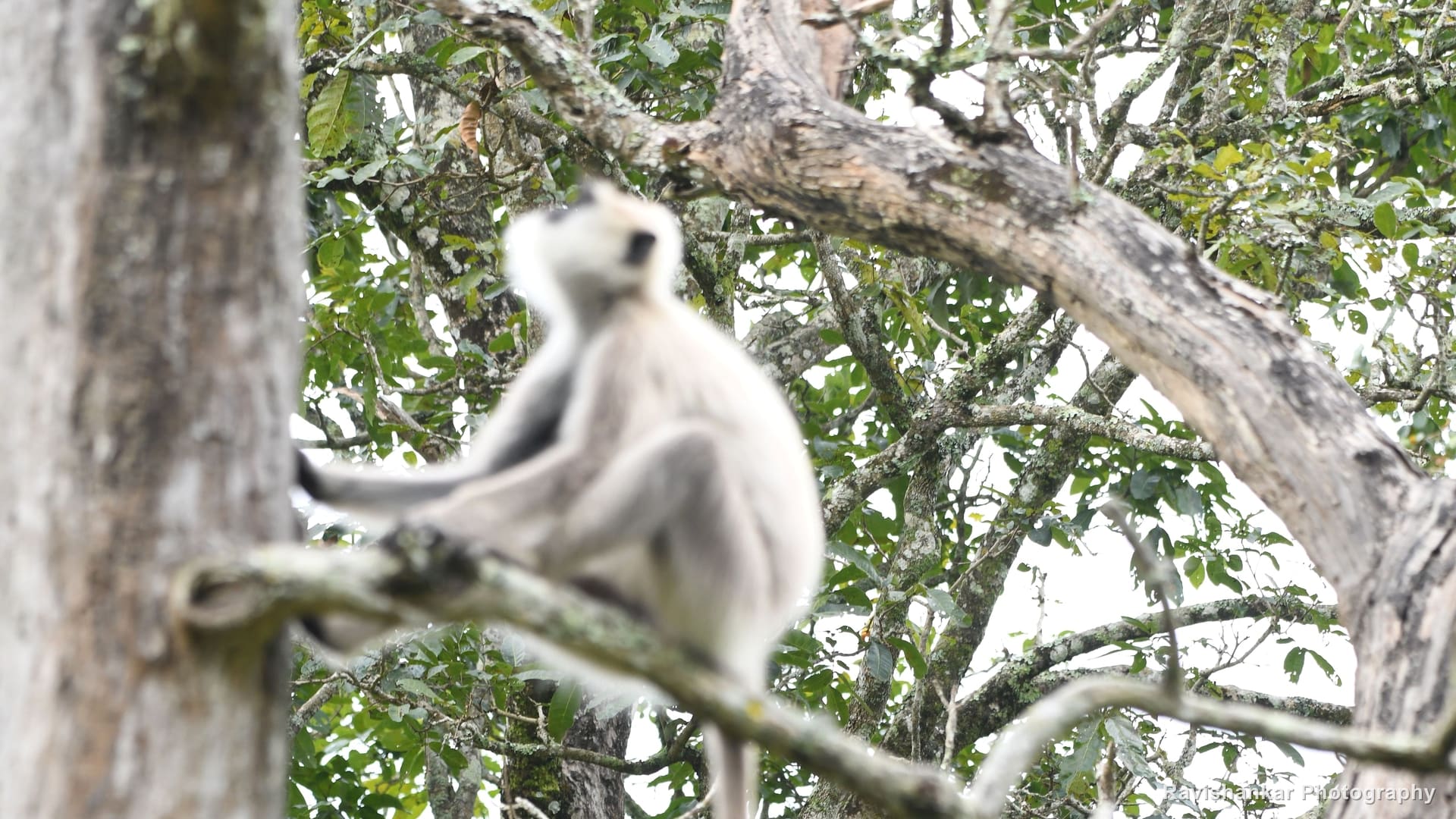 Langurs