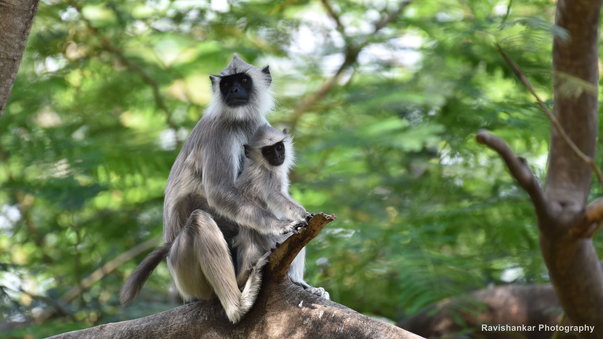 Grey Langur, mother and baby on a branch — Valparai, Tamil Nadu, Mar 2017
