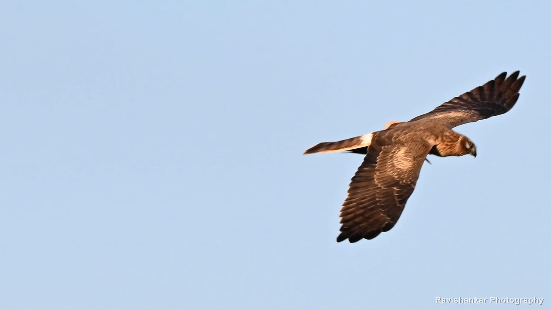 Harrier, in flight over the lake — Hoskote Lake, Bengaluru, Karnataka (place to confirm), Oct 2026