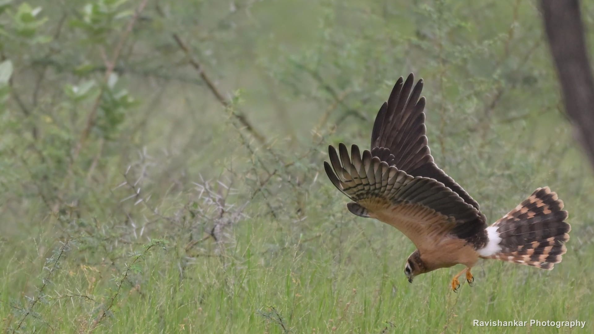 Harrier, flying low over the grass — Hoskote Lake, Bengaluru, Karnataka (place to confirm), Sep 2026