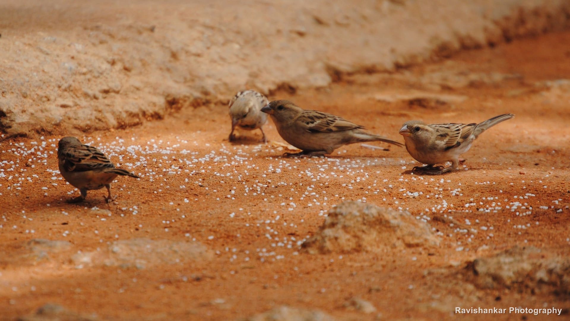 House Sparrow, small flock feeding on red soil — Nandi Hills, Karnataka, Jul 2015