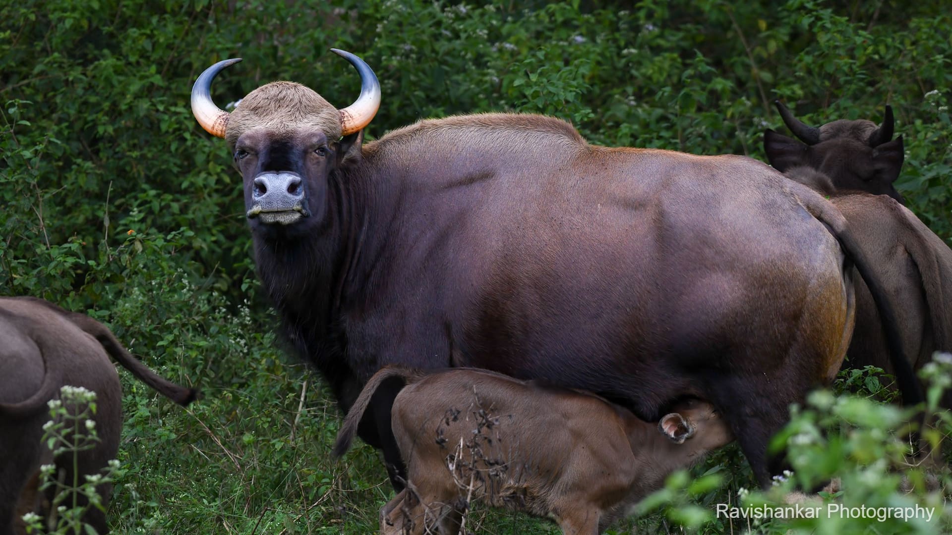 Indian Gaur — Bandipur - Jungle Lodges, Dec 2021