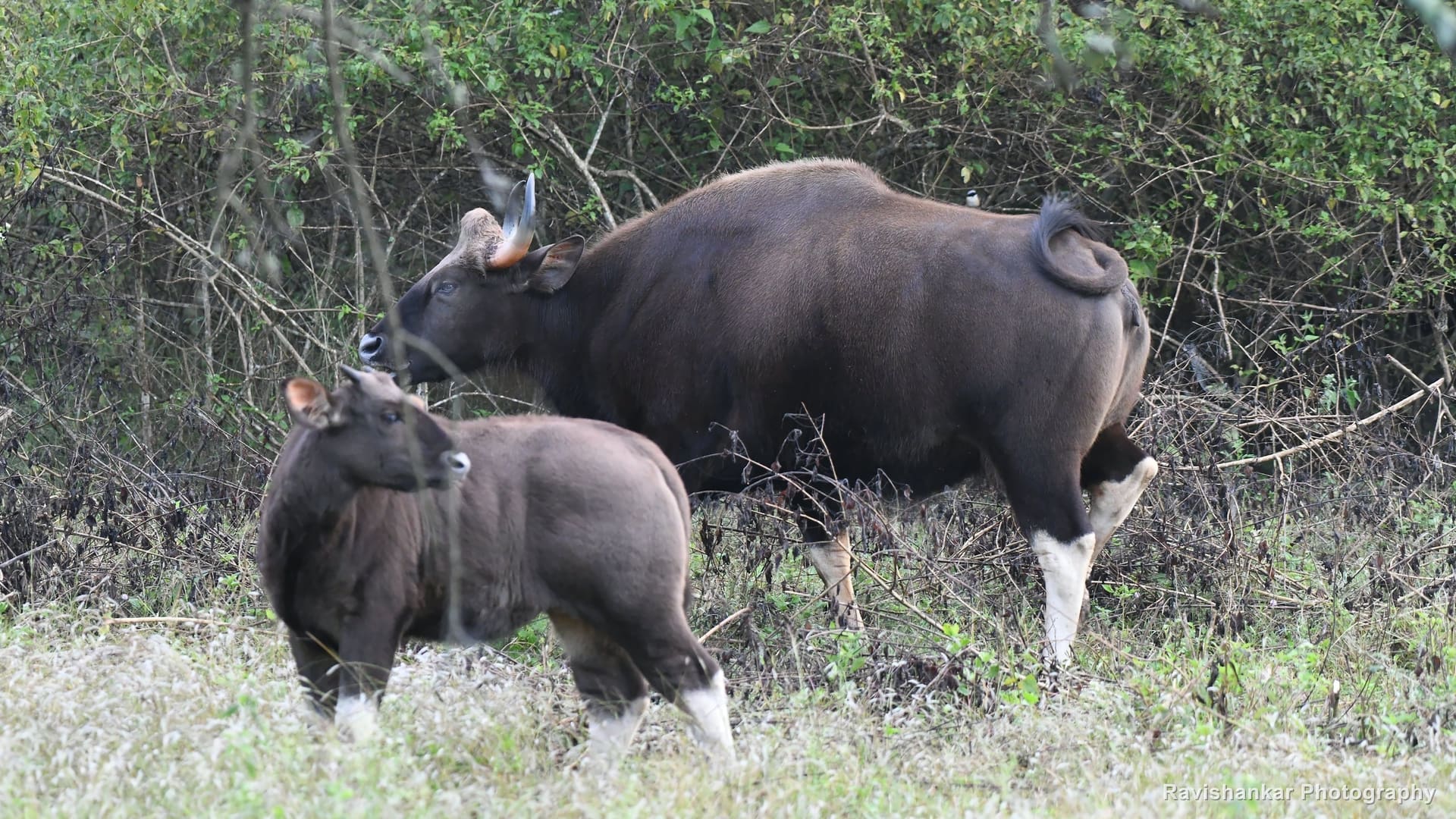 Wild Cattle