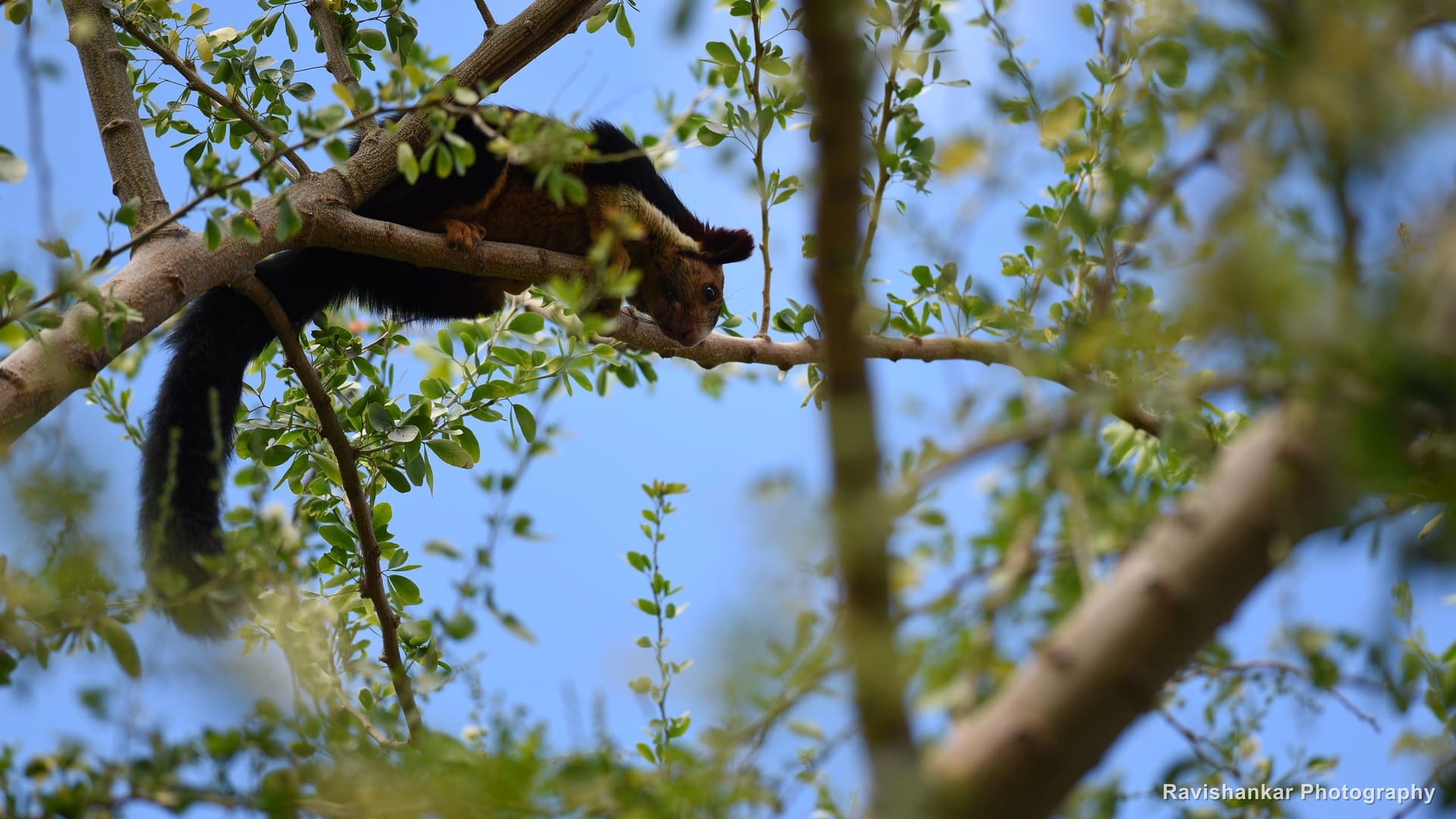 Indian Giant Squirrel, feeding in a tree, long tail hanging — Valparai, Tamil Nadu, Oct 2016