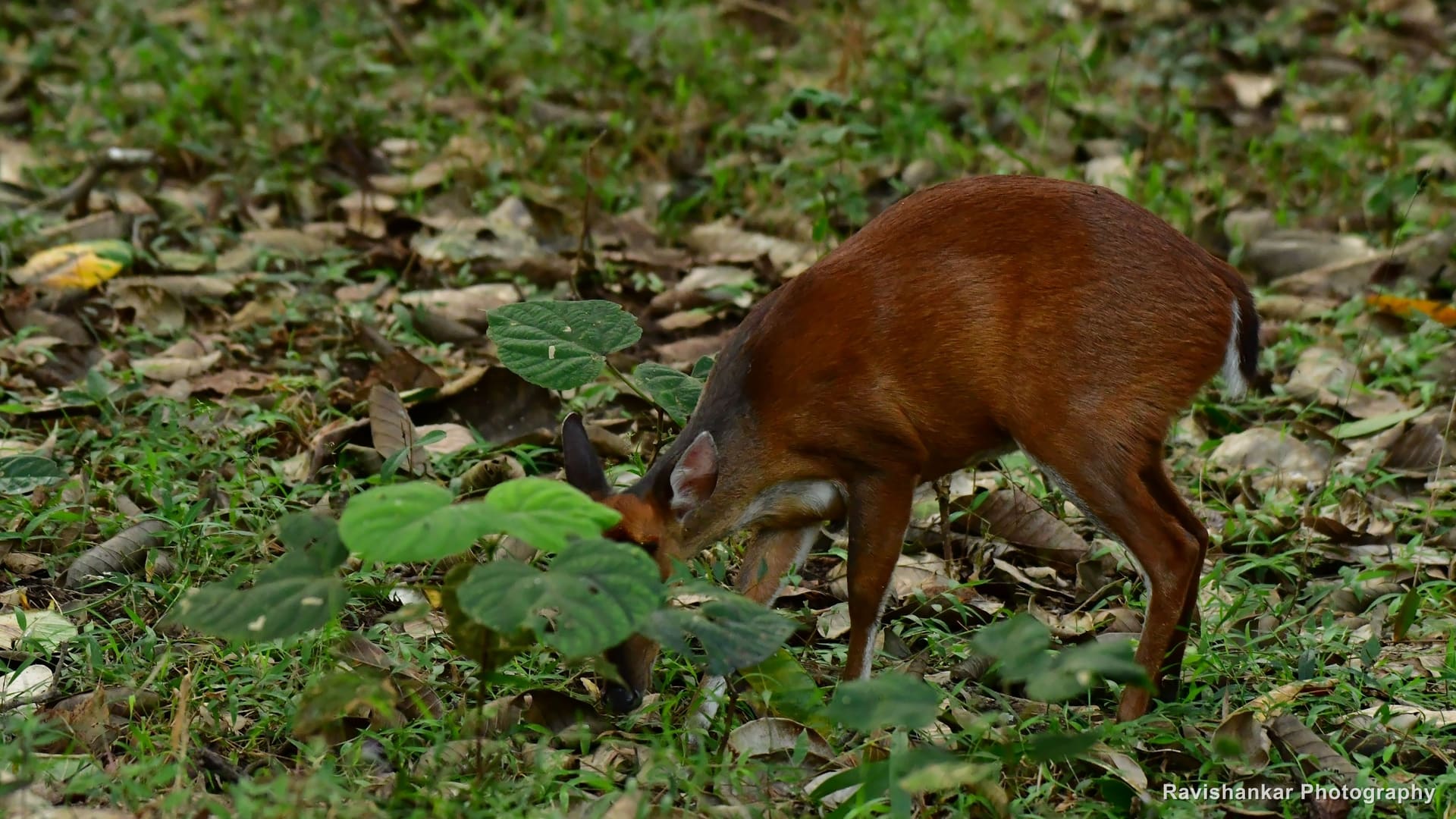 Indian Muntjac, feeding on the forest floor — Bhadra Tiger Reserve, Karnataka, Jan 2020