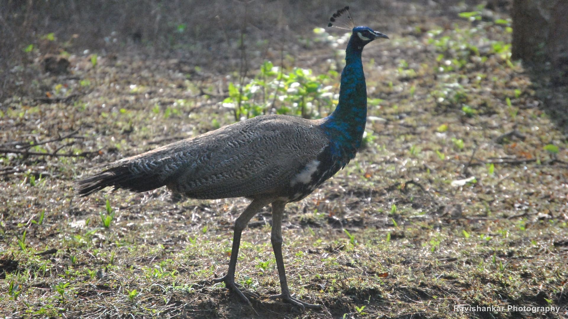 Indian Peafowl, male walking — Bandipur / Masinagudi forest, Karnataka and Tamil Nadu, May 2014