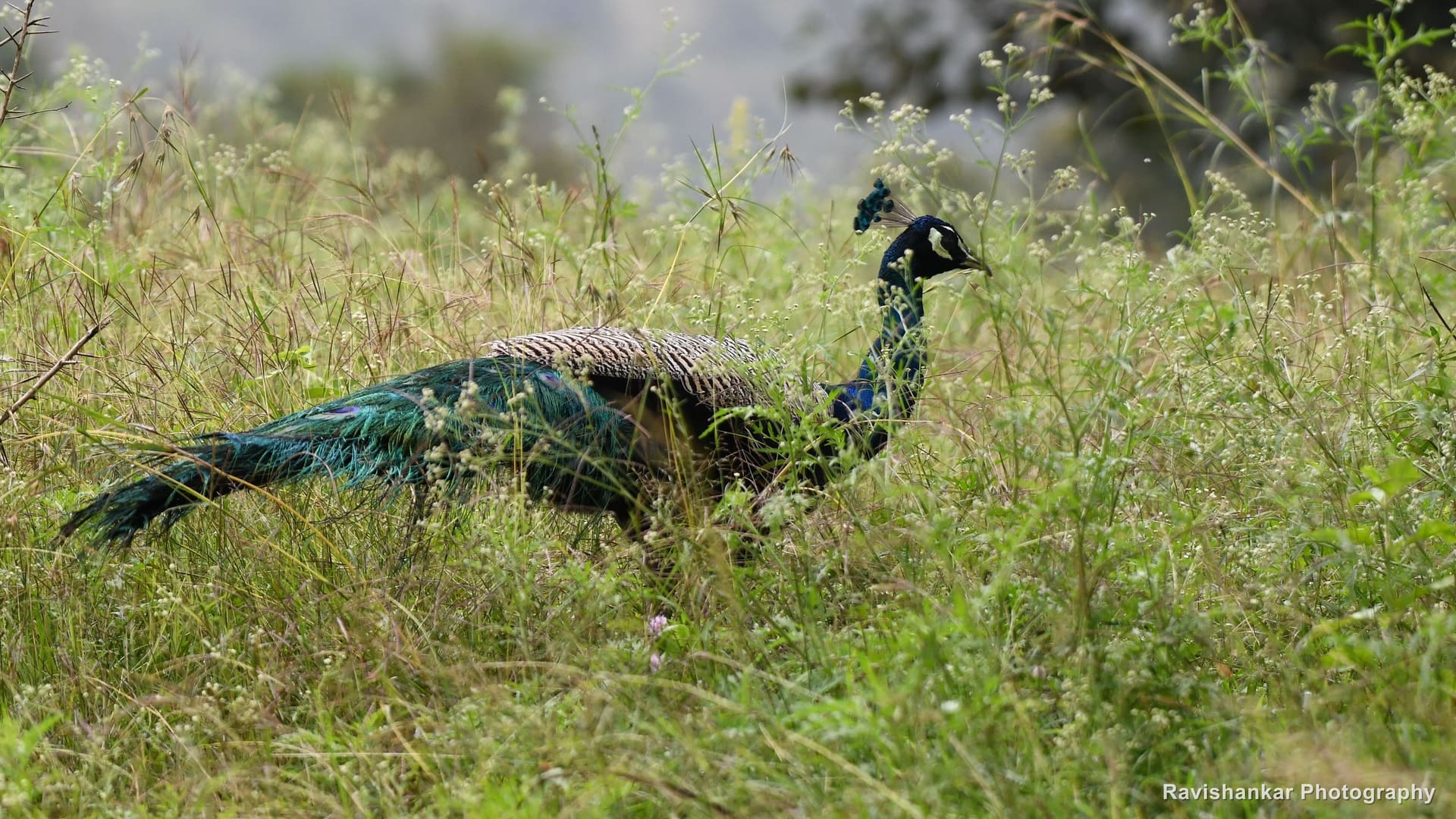 Peafowl