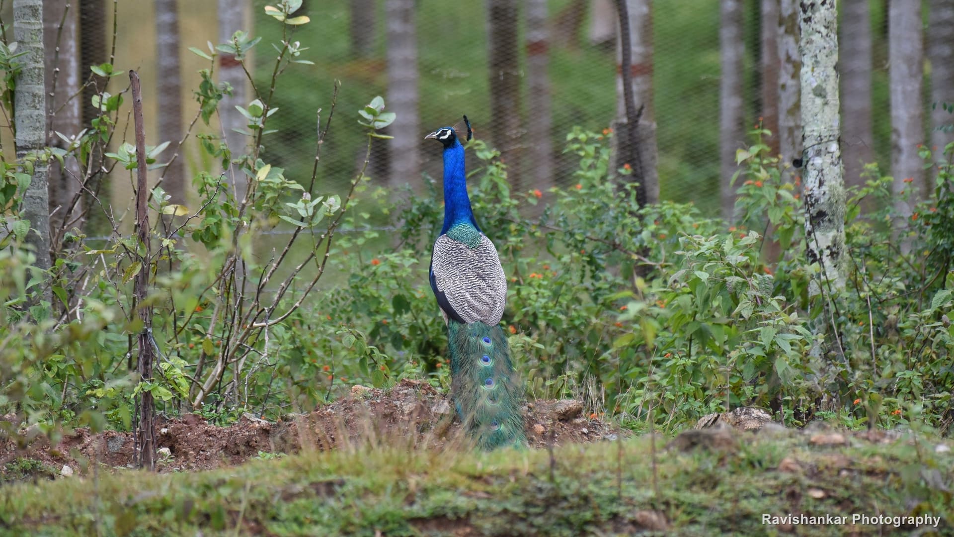 Indian Peafowl, peacock standing at the forest edge — Bhadra Tiger Reserve, Karnataka, Aug 2018