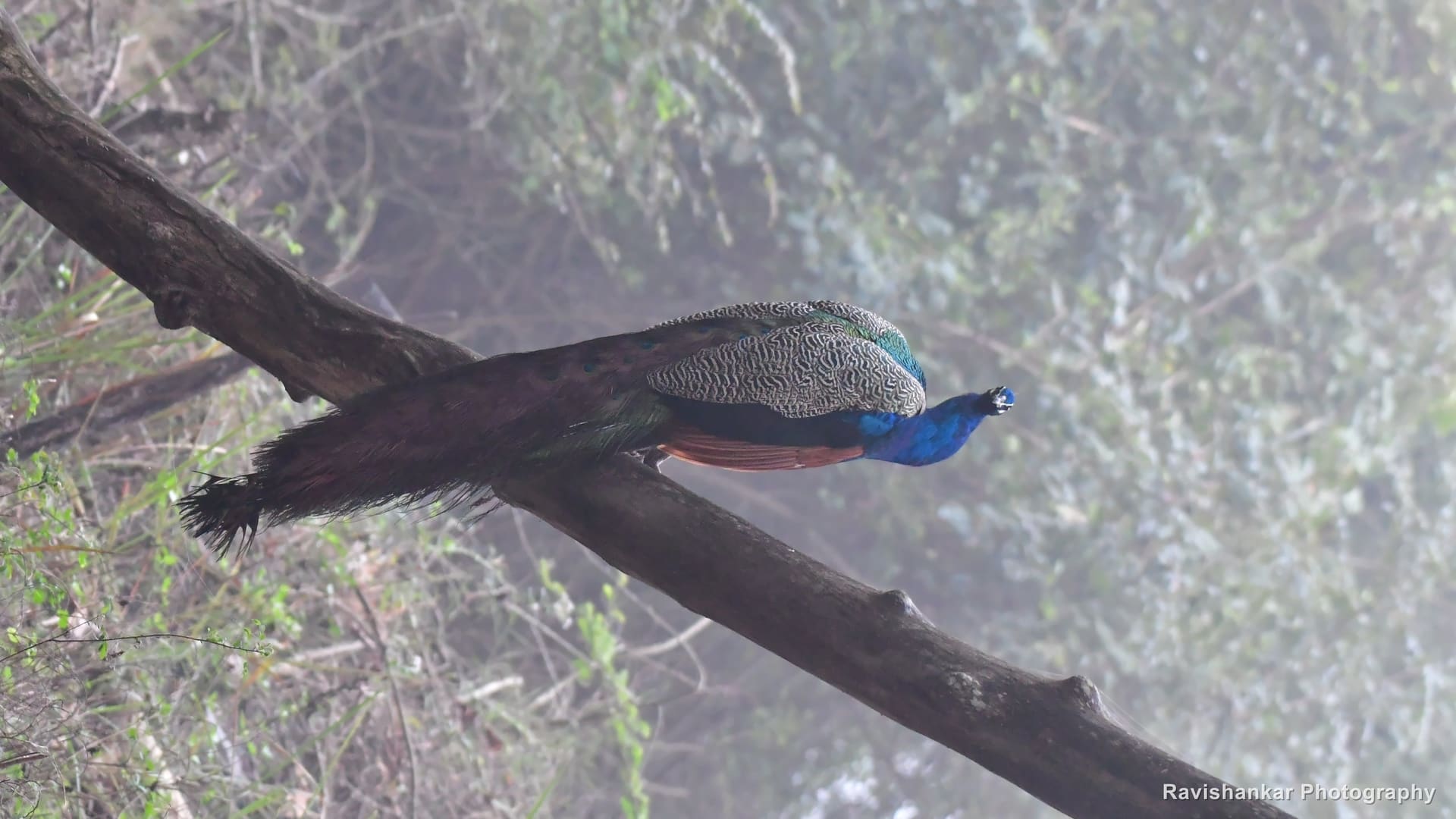 Indian Peafowl, peacock on a fallen branch in morning mist — Bhadra Tiger Reserve, Karnataka, Jan 2020