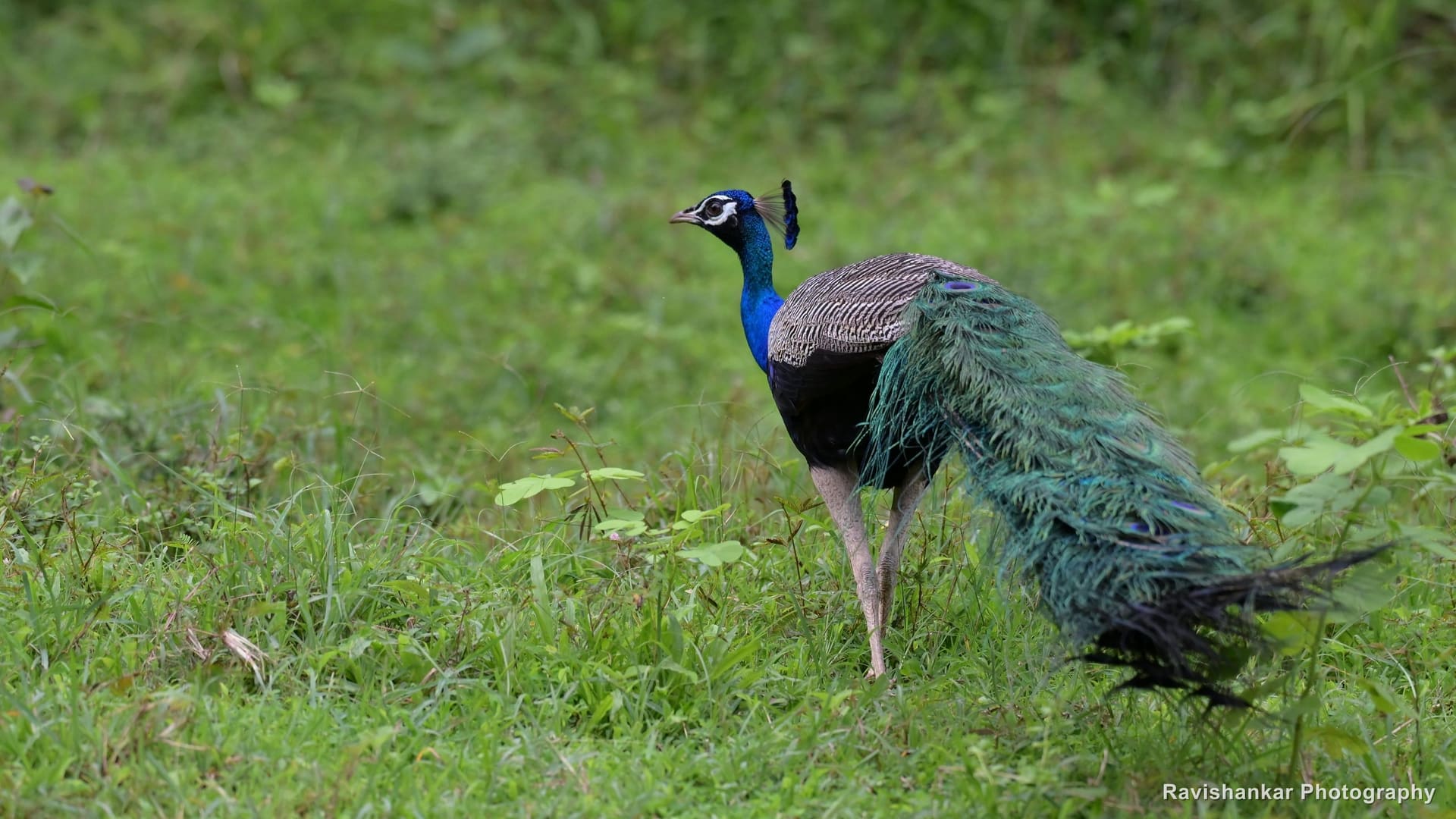 Indian Peafowl, male walking, train curving behind — Kali Tiger Reserve, Dandeli, Karnataka, Jul 2026