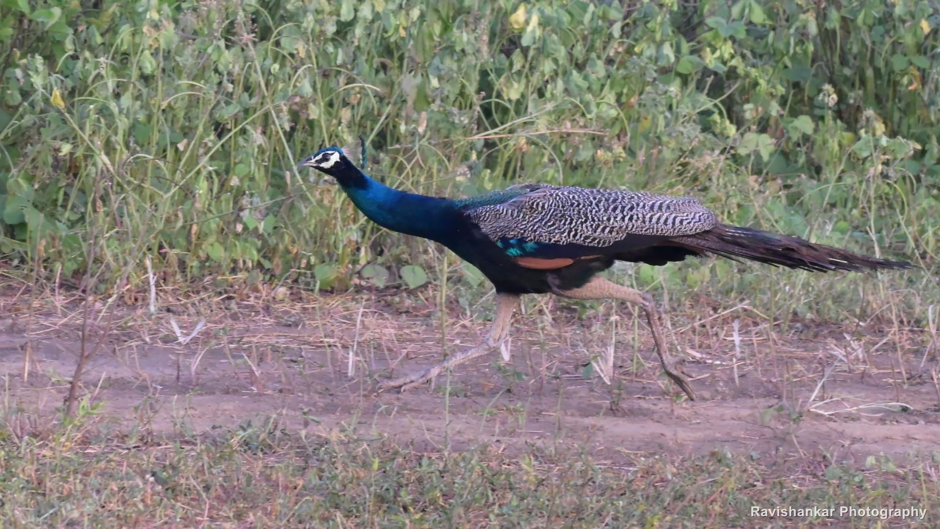 Indian Peafowl, male walking along a dirt path — Hoskote Lake, Bengaluru, Karnataka (place to confirm), Jul 2026