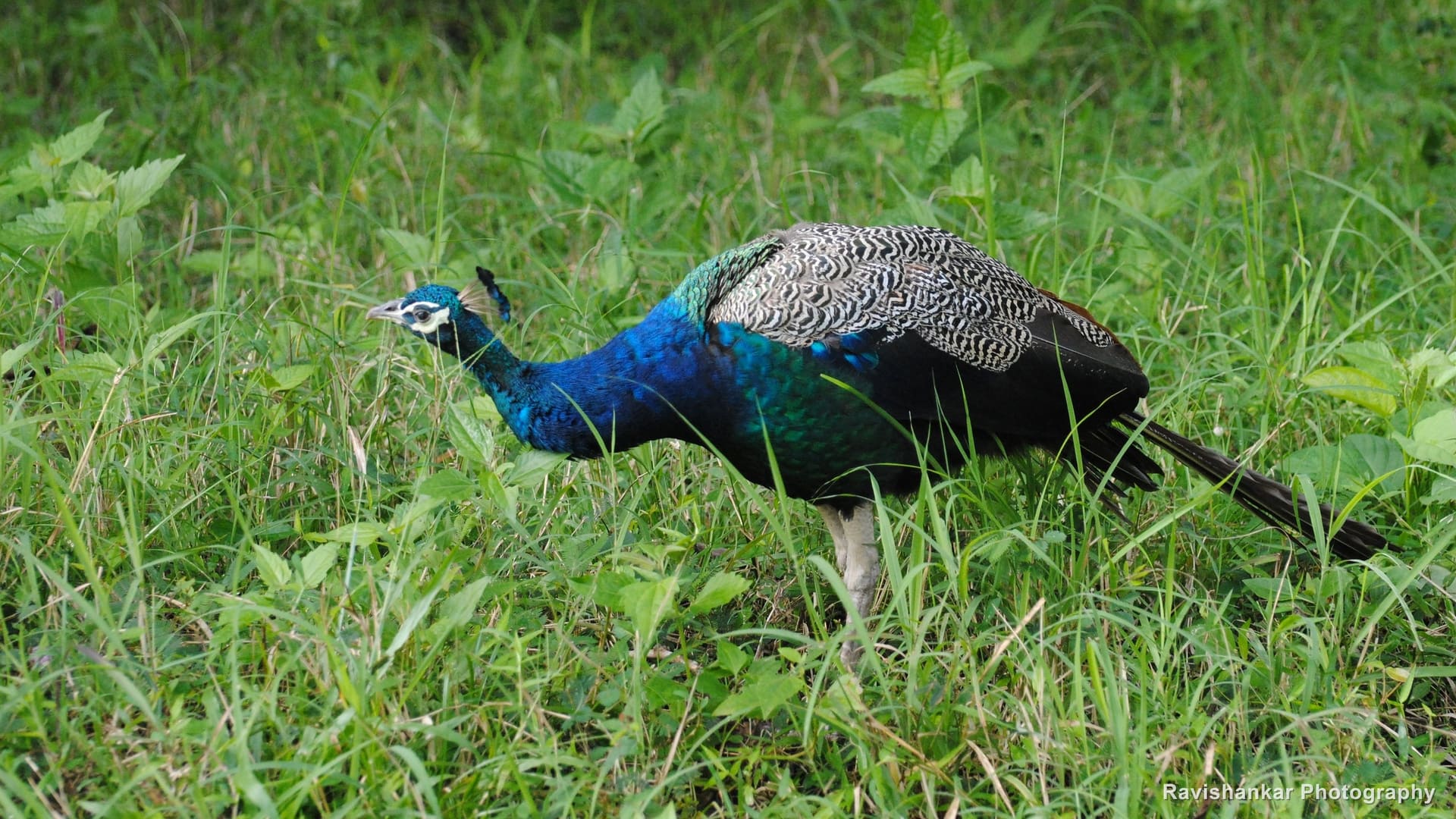 Parambikulam Tiger Reserve, Kerala