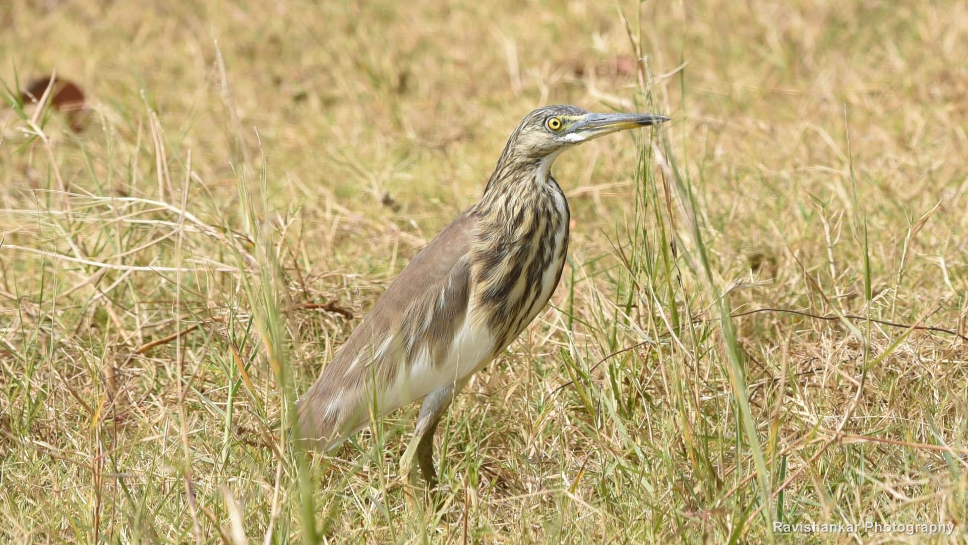 Indian Pond Heron, standing in dry grass — Kabini, Karnataka, Jan 2016