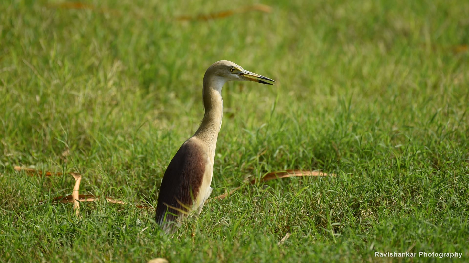 Indian Pond Heron, standing on the lawn, neck stretched — Lalbagh Botanical Garden, Bengaluru, Karnataka, May 2017