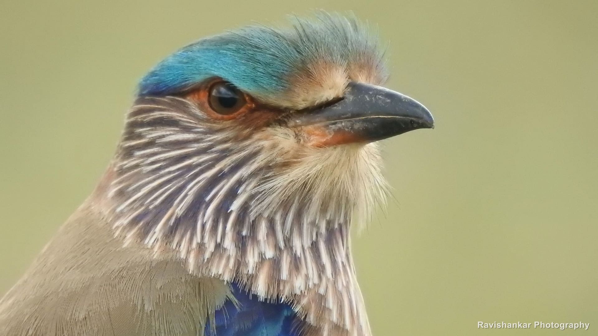 Indian Roller, close portrait, striped throat — Kaveripakkam, Tamil Nadu (place to confirm), Nov 2020