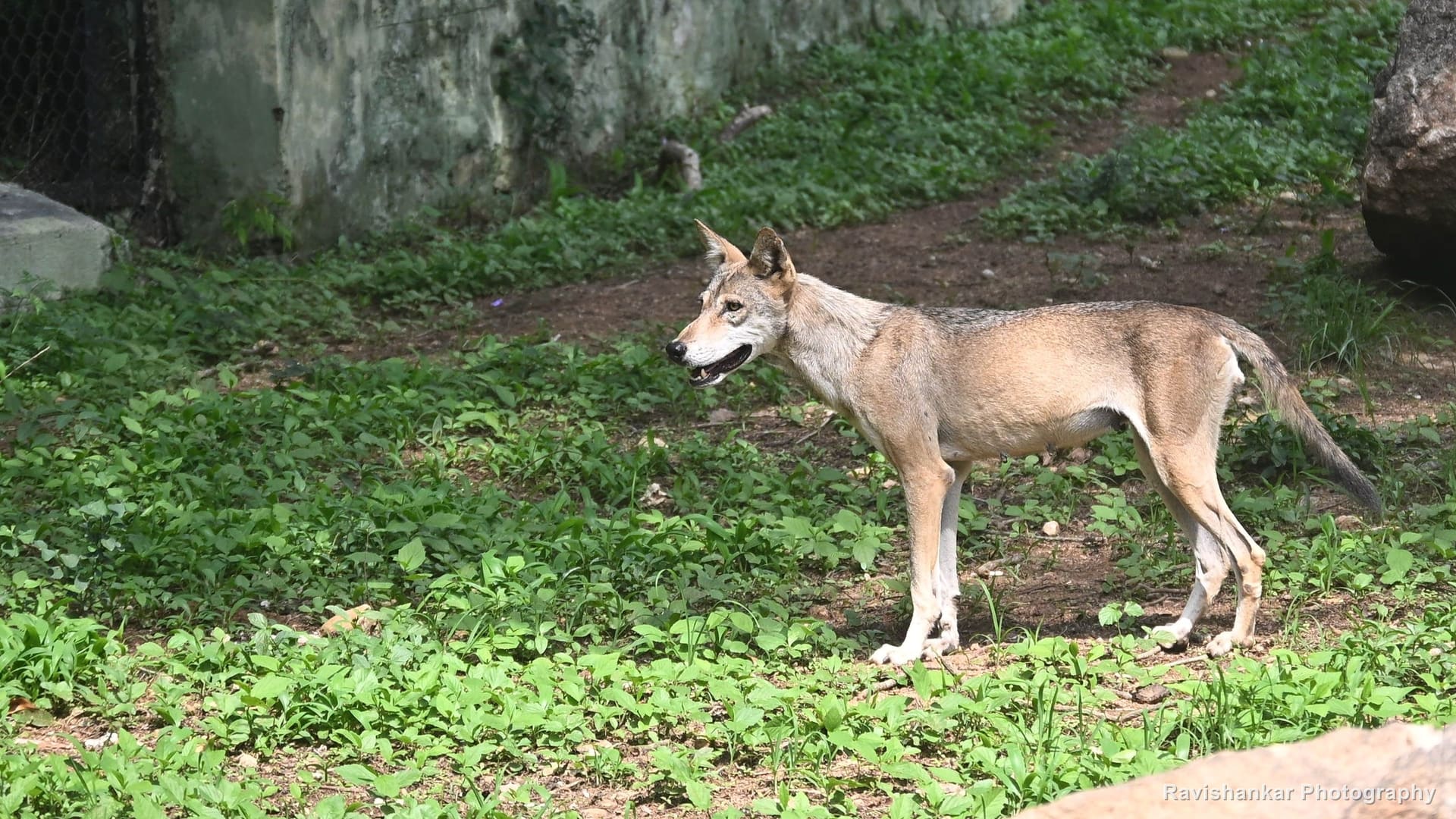 Wolves