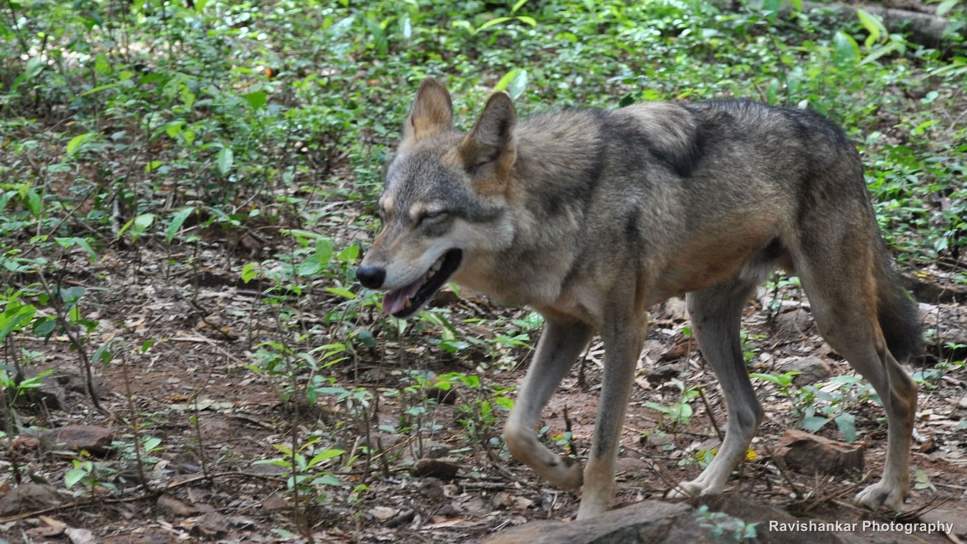 Indian Wolf, walking over a rocky path — Arignar Anna Zoological Park, Vandalur, Chennai, Tamil Nadu, Oct 2015