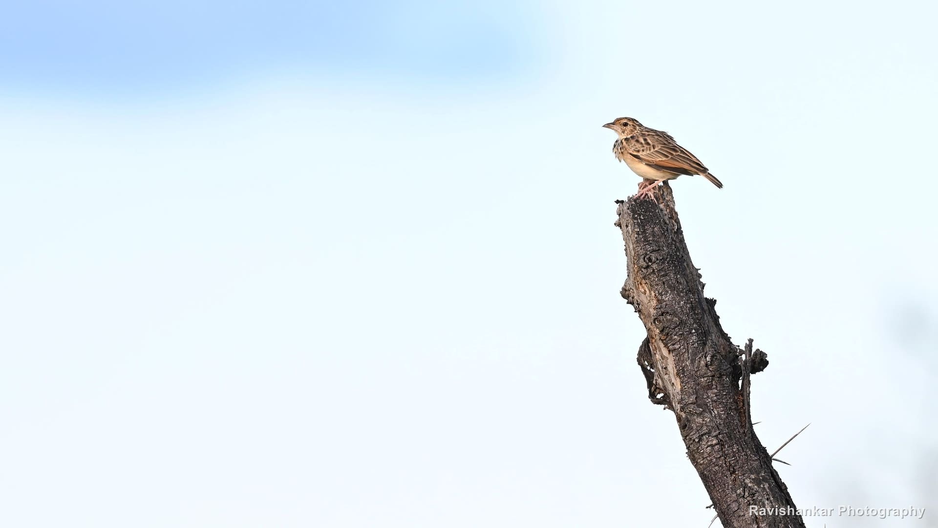 Lark, on a dead stump at golden hour — Hoskote Lake, Bengaluru, Karnataka (place to confirm), Oct 2026