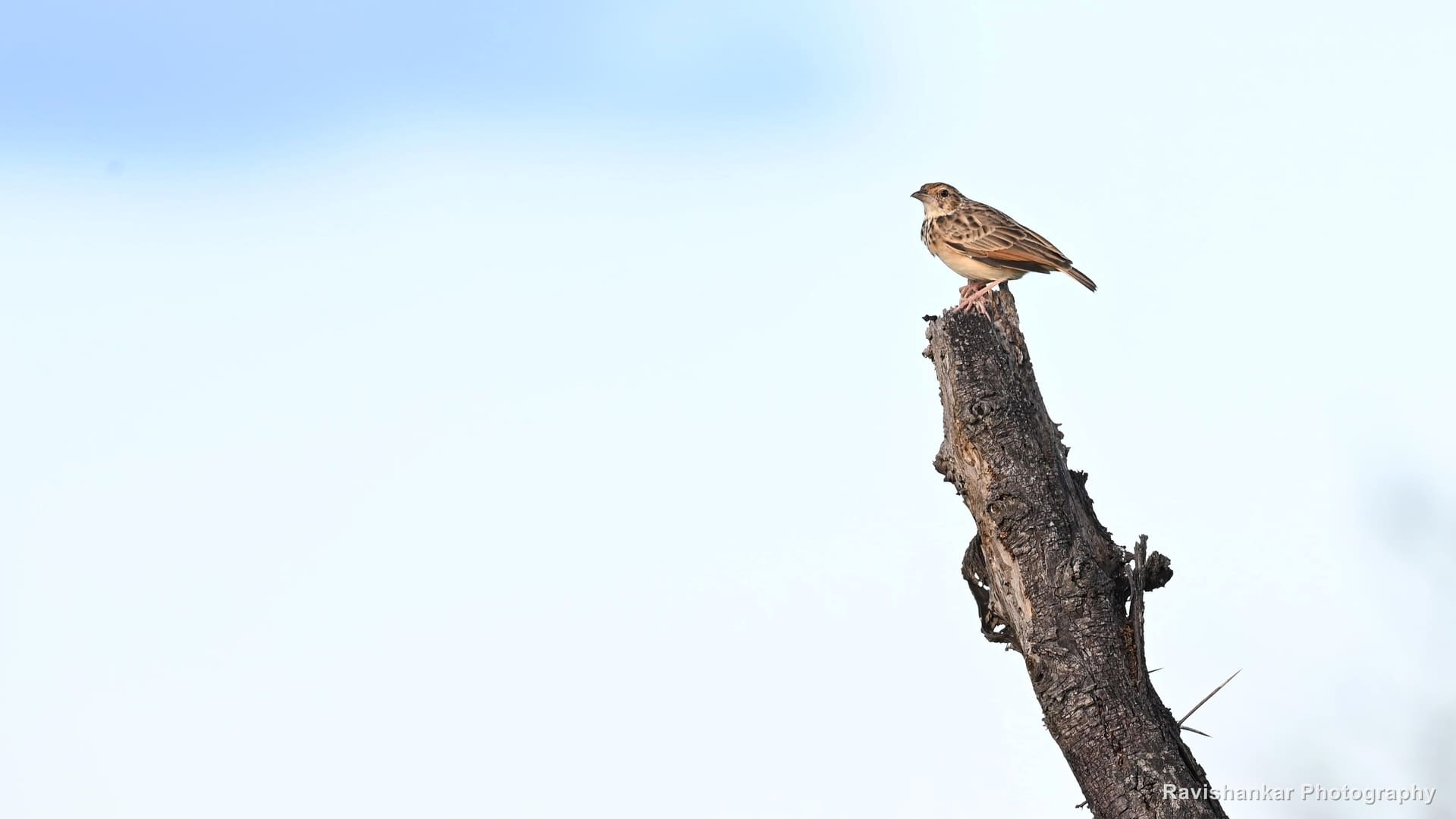 Lark, on a dead stump at golden hour — Hoskote Lake, Bengaluru, Karnataka (place to confirm), Oct 2026