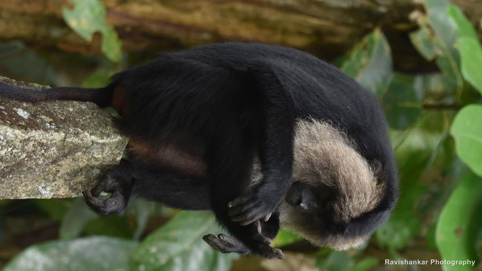 Lion-tailed Macaque, looking down from a branch, white mane around the face — Valparai, Tamil Nadu, Sep 2016