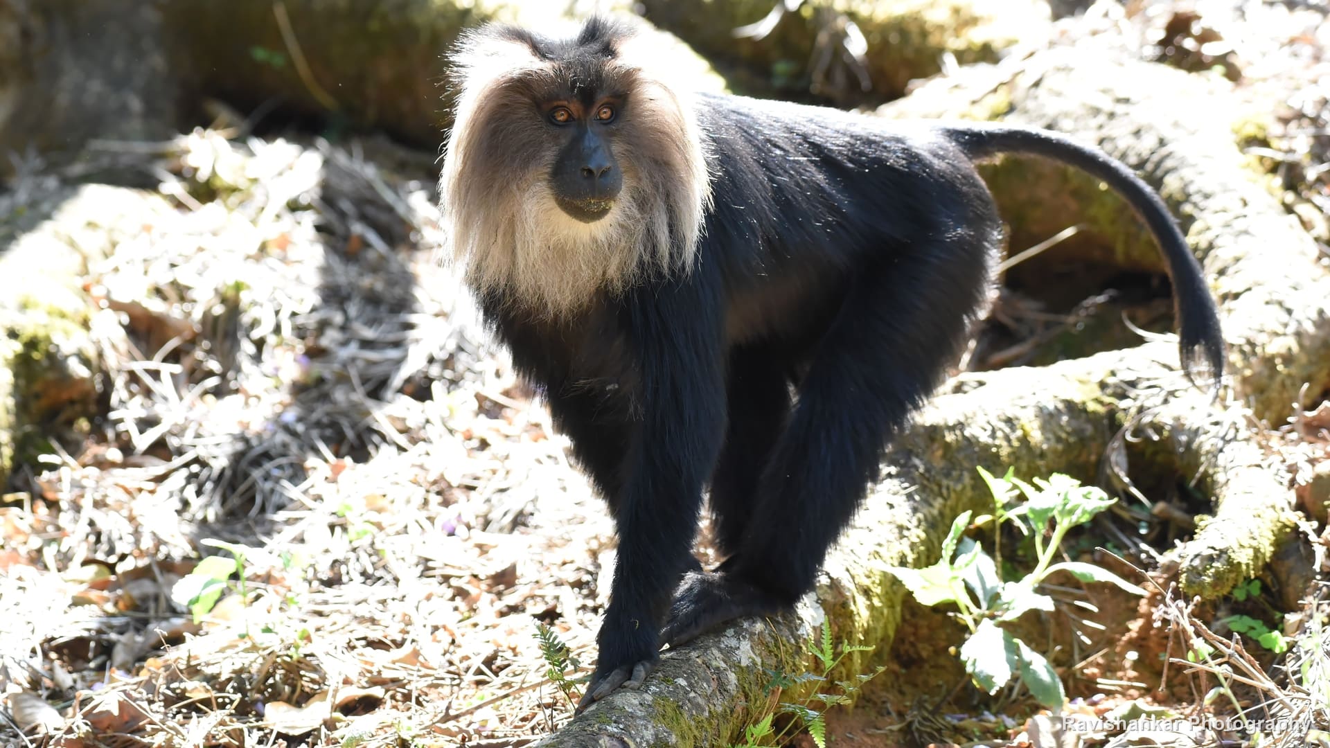 Lion-tailed Macaque, standing on a rock, white mane around the face — Valparai, Tamil Nadu, Mar 2017