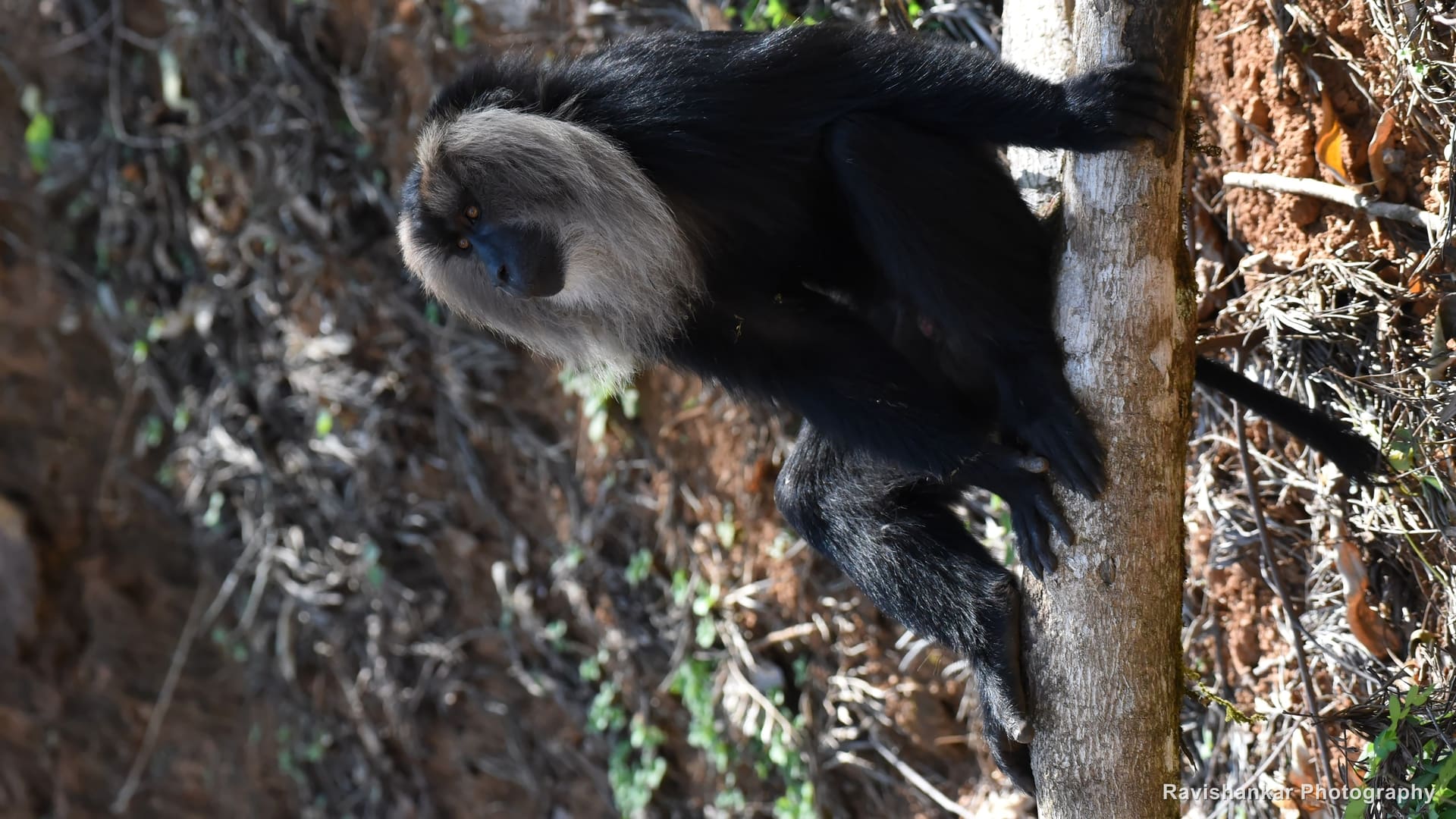 Lion-tailed Macaque, clinging to a tree trunk — Valparai, Tamil Nadu, Mar 2017