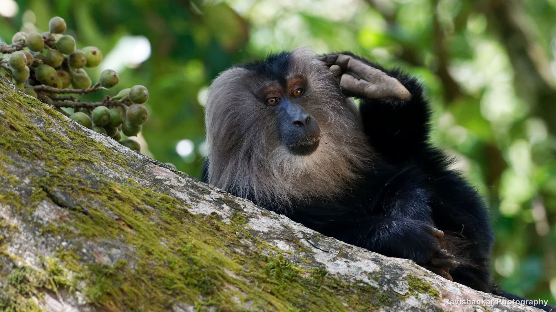Valparai, Tamil Nadu