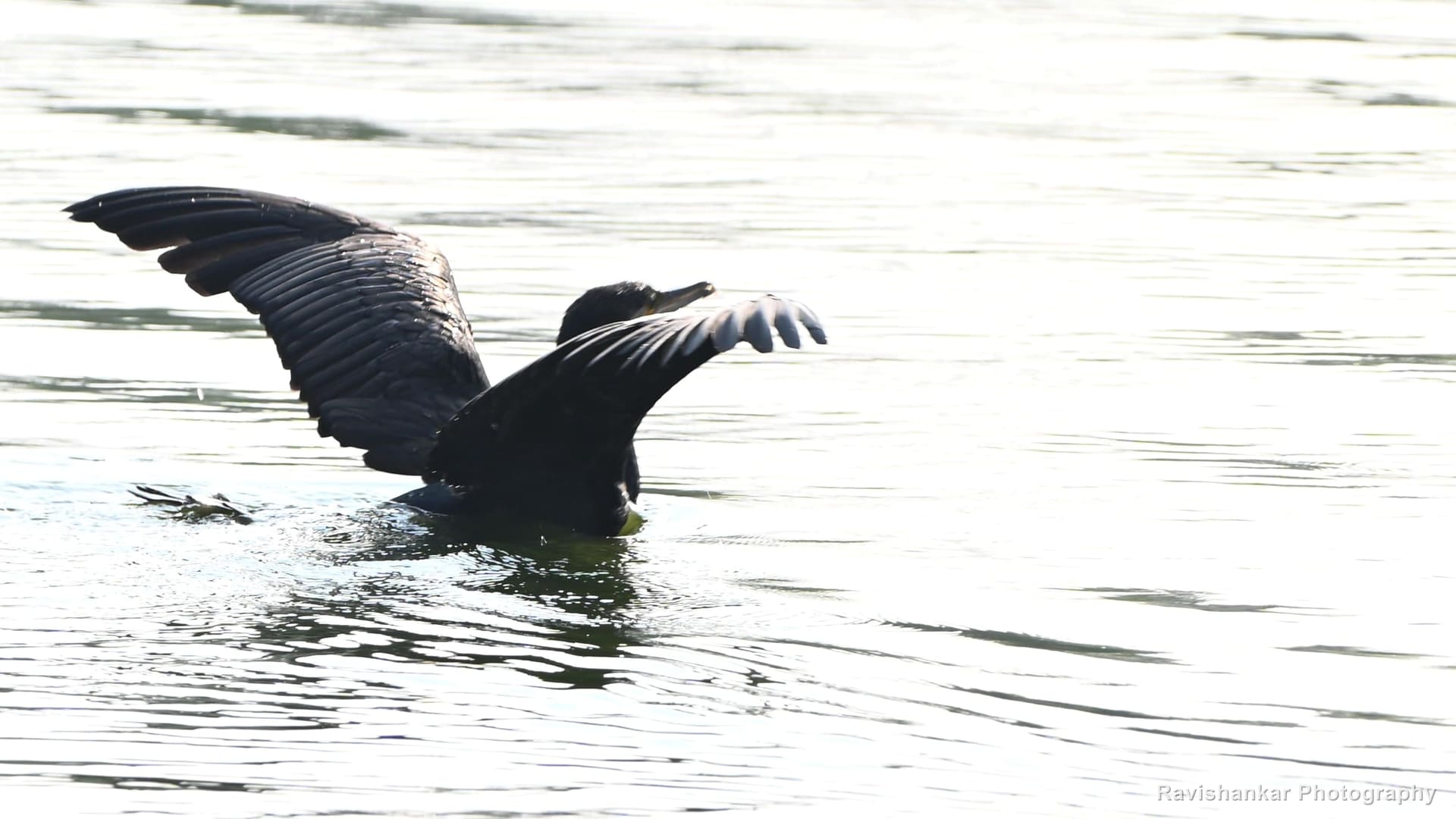 Little Cormorant, wings spread over the water — Lake near Bengaluru, Karnataka (place to confirm), Apr 2026