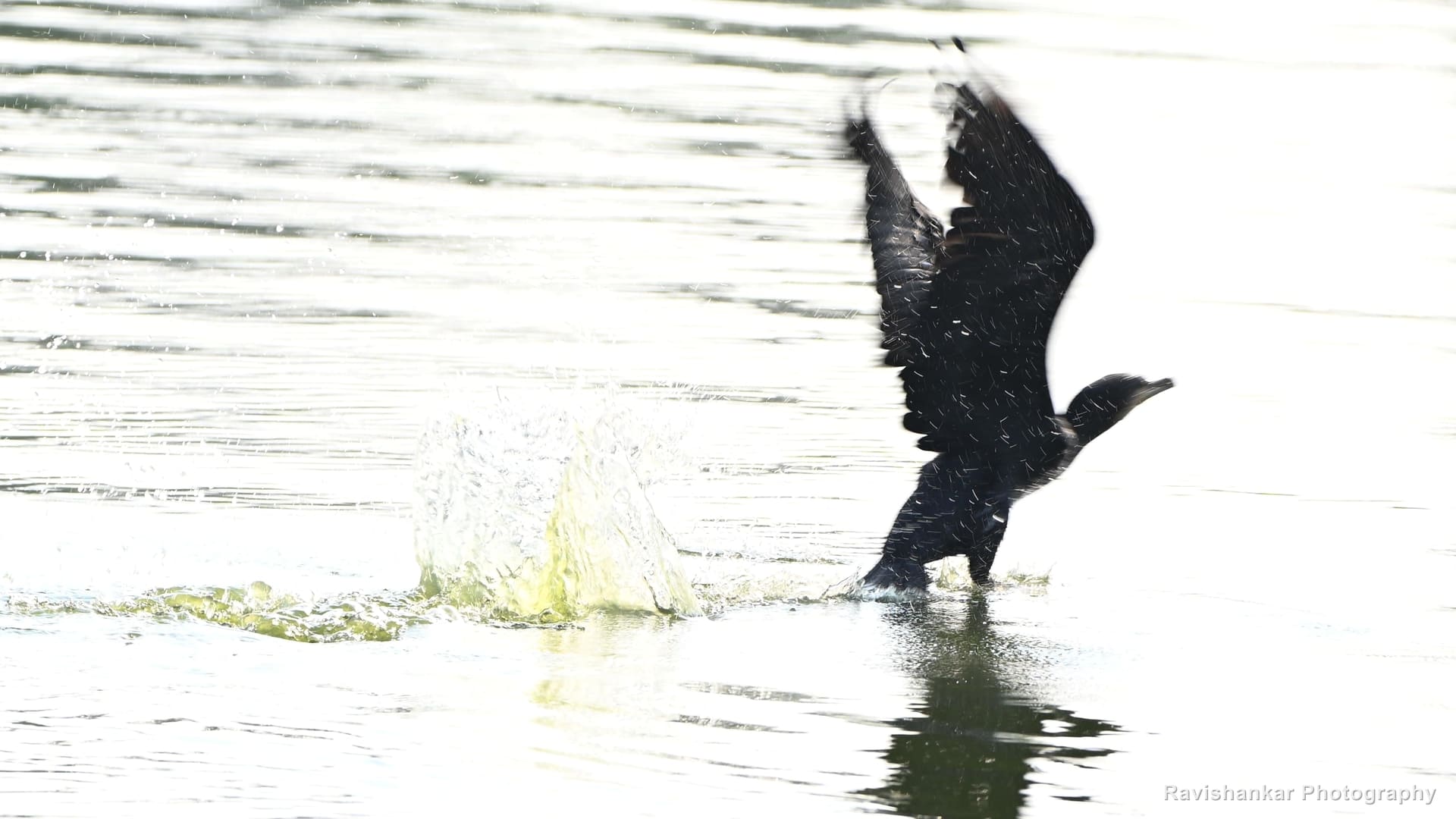 Little Cormorant, rising out of the water, wings up — Lake near Bengaluru, Karnataka (place to confirm), Apr 2026