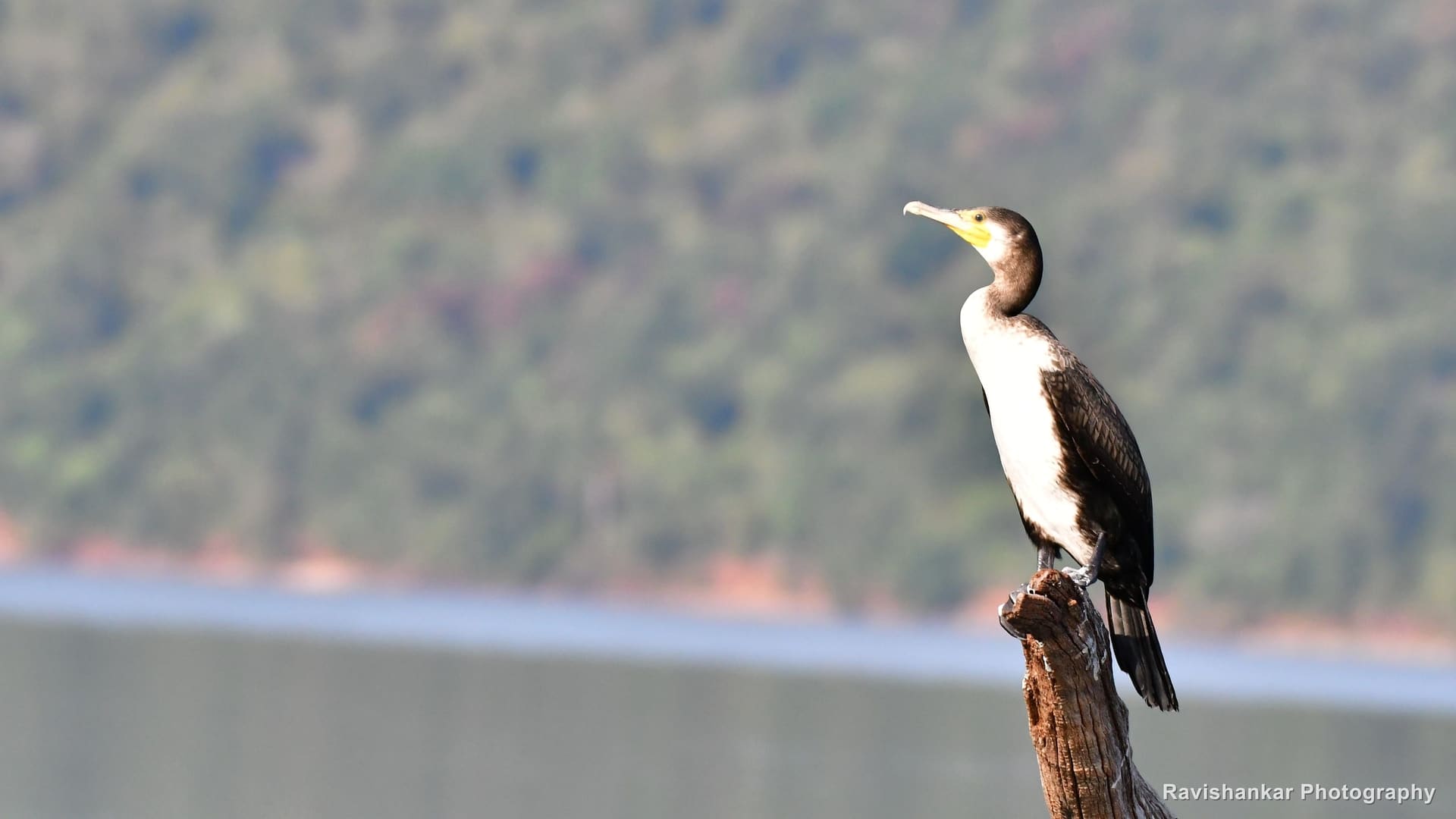Little Cormorant, perched on a stump, hills behind — Bhadra Tiger Reserve, Karnataka, Jan 2020