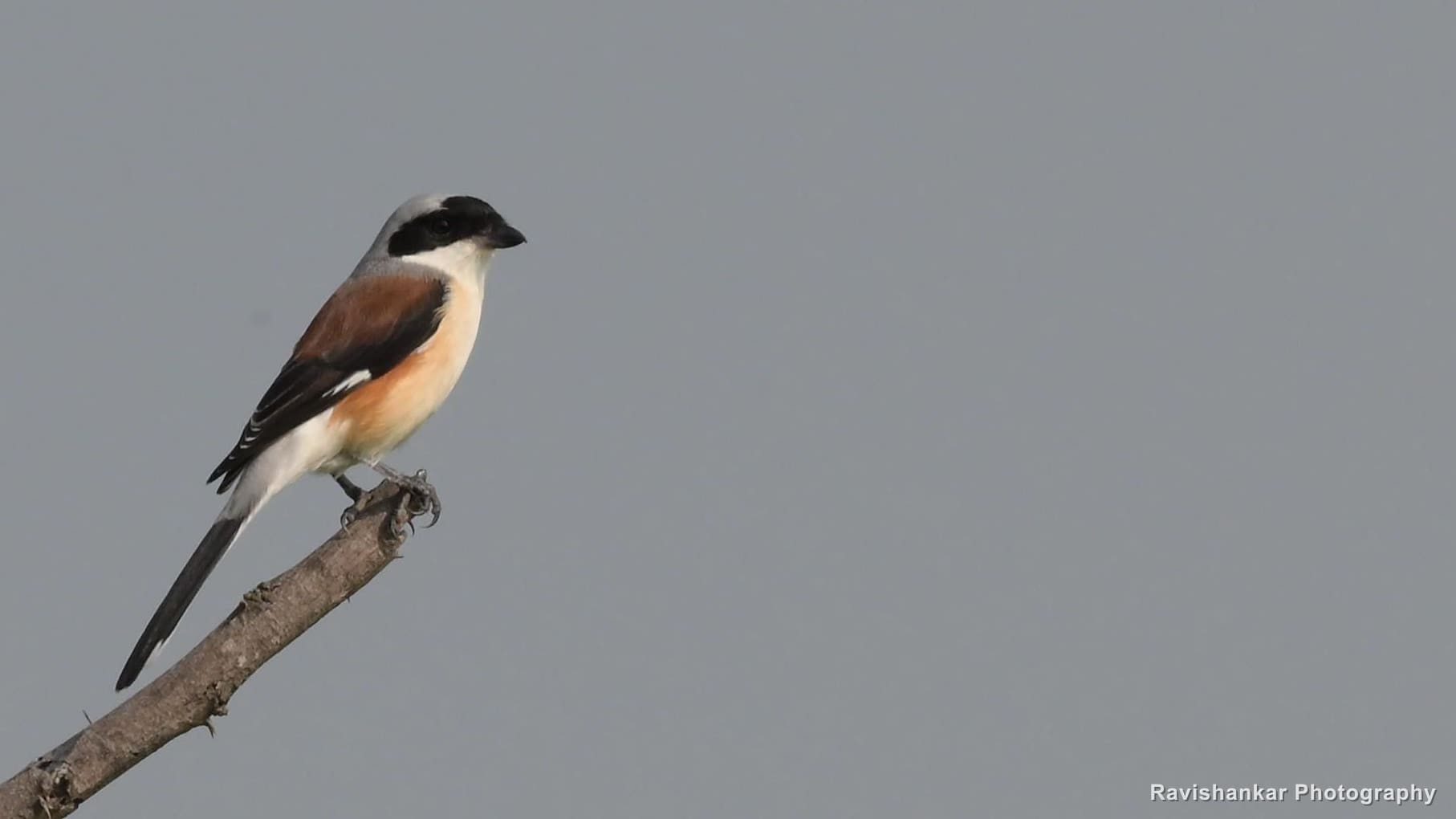 Long-tailed Shrike, on a bare twig — Hoskote Lake, Bengaluru, Karnataka (place to confirm), Oct 2026